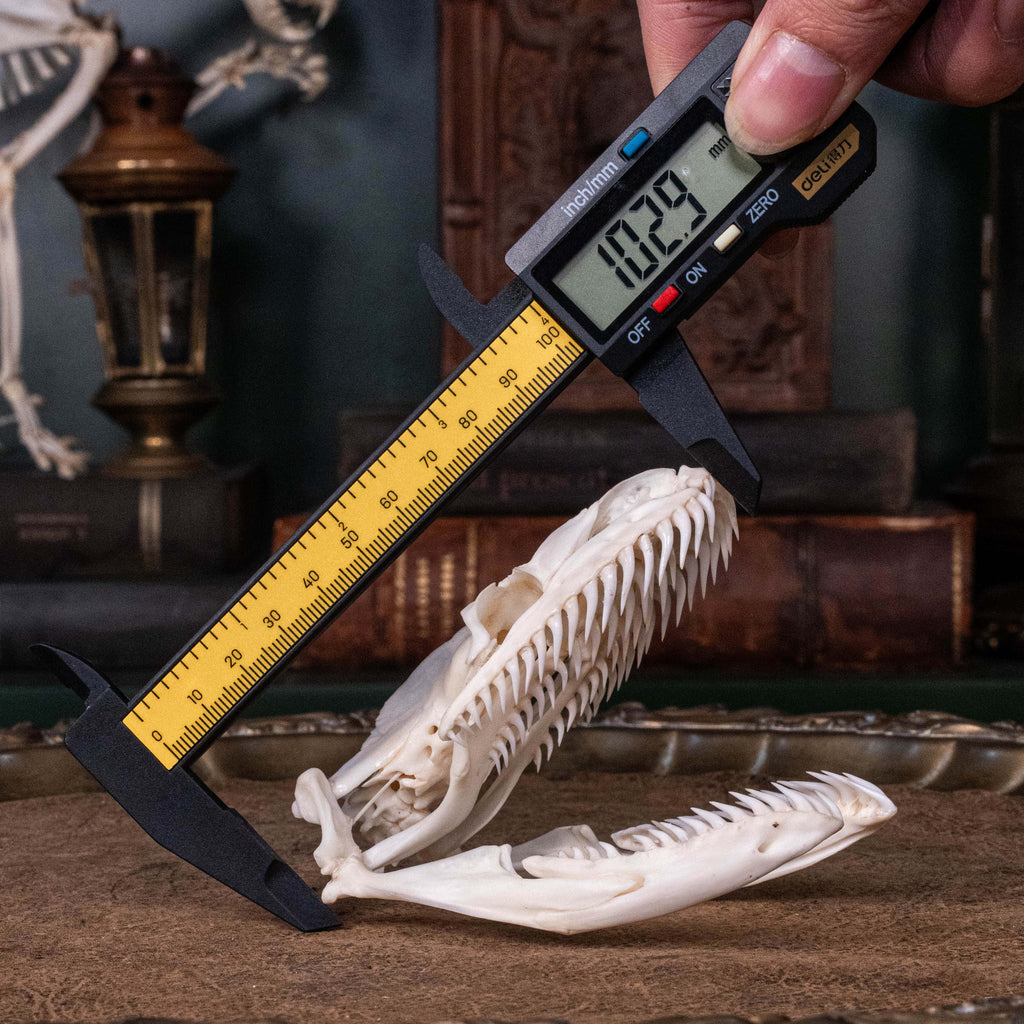 Python Skull Mount Real Python skull, 10 cm snake skull taxidermy – Duy Ng Skeleton