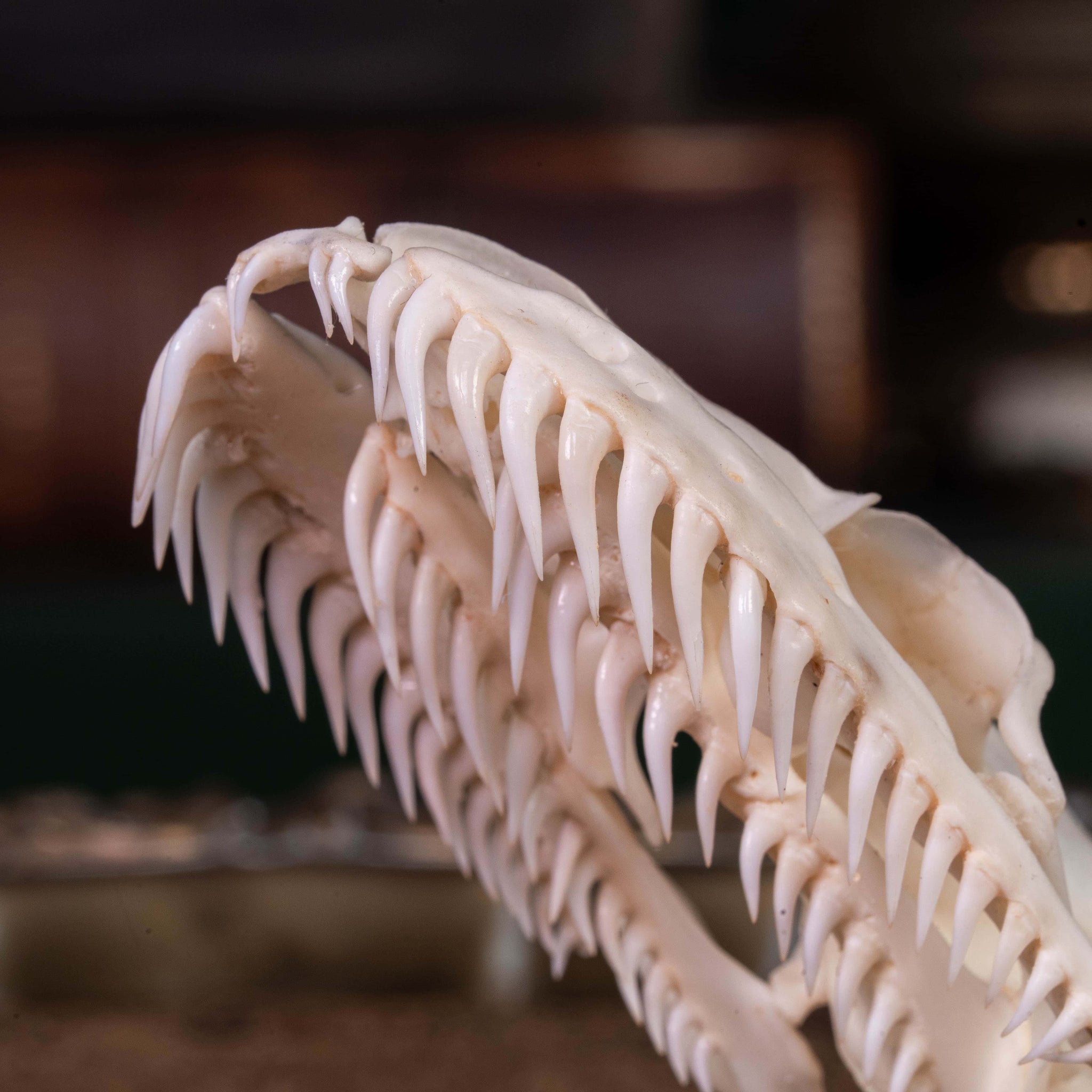 Python Skeleton File