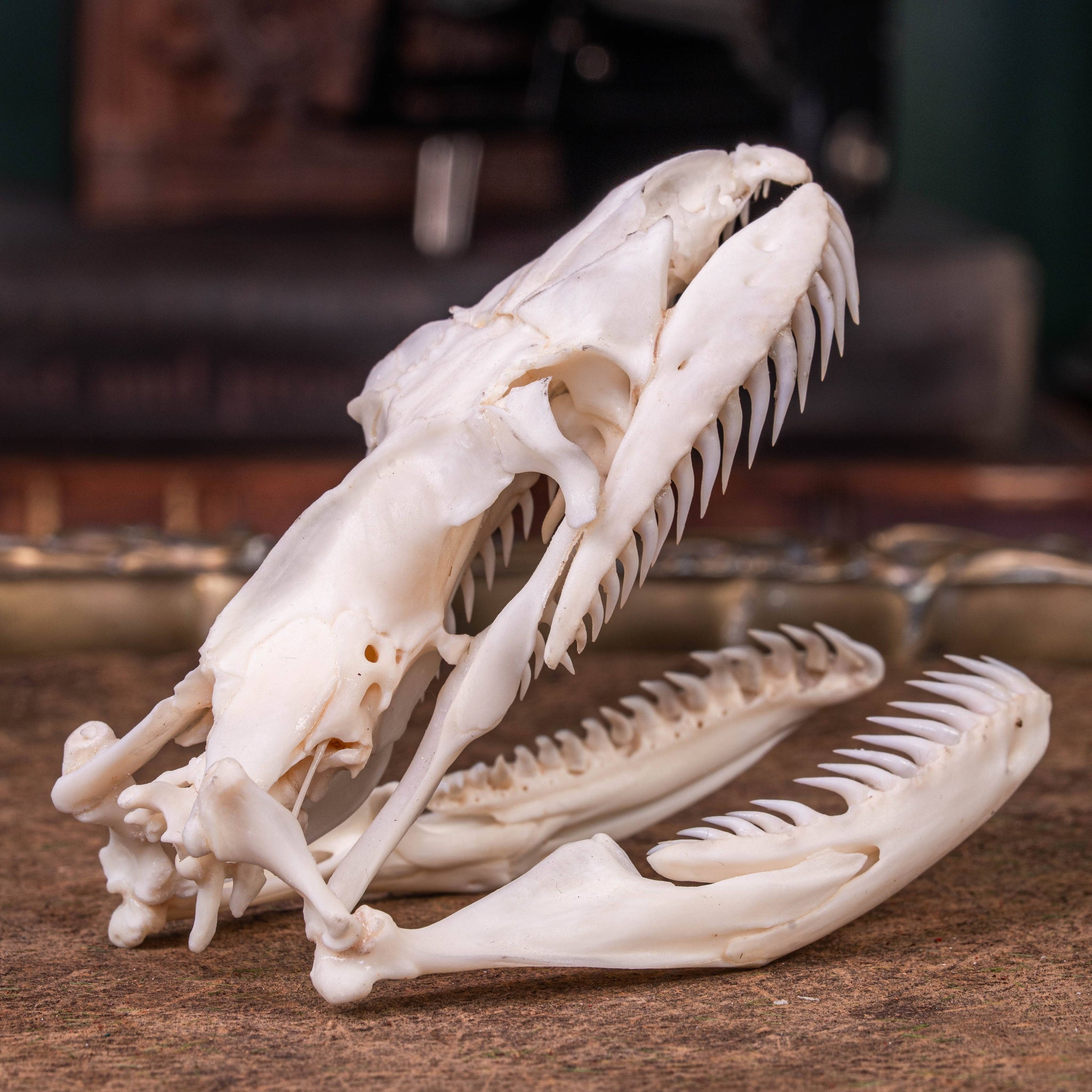 Python Skull Teeth Ball Python Teeth Skeleton