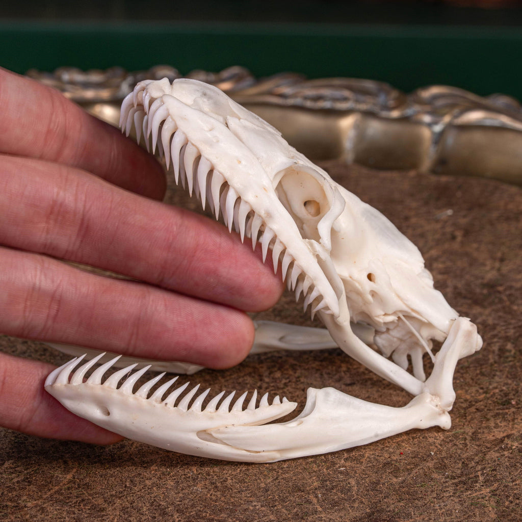 Rock Python Skull Real Python skull, 10 cm snake skull taxidermy – Duy Ng Skeleton