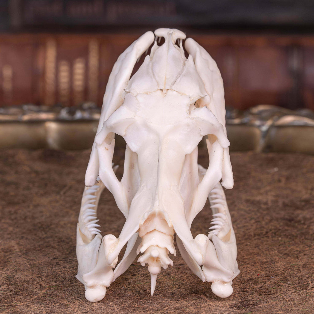 Real Python Skull Real Python skull, 10 cm snake skull taxidermy – Duy Ng Skeleton