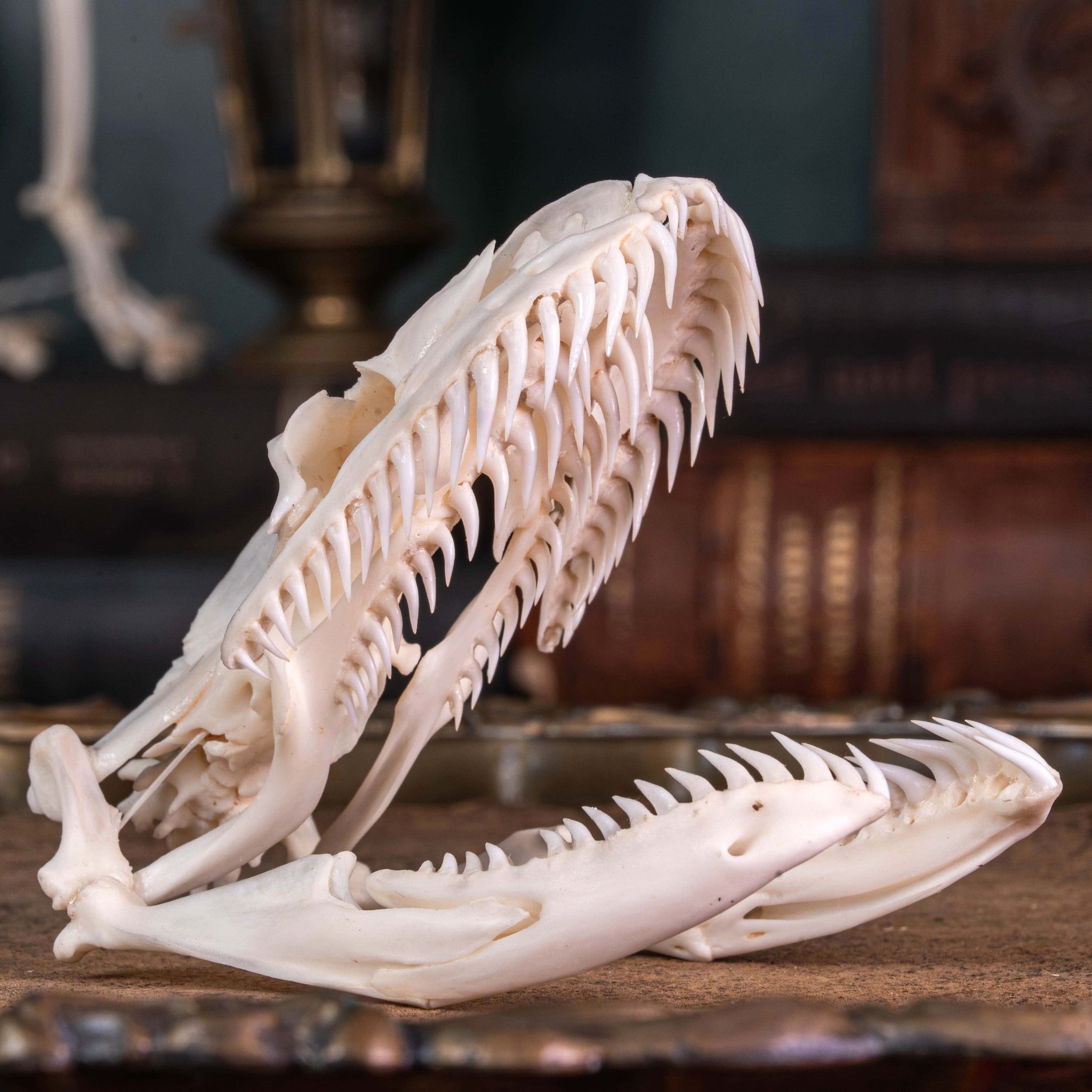 Python Skeleton File