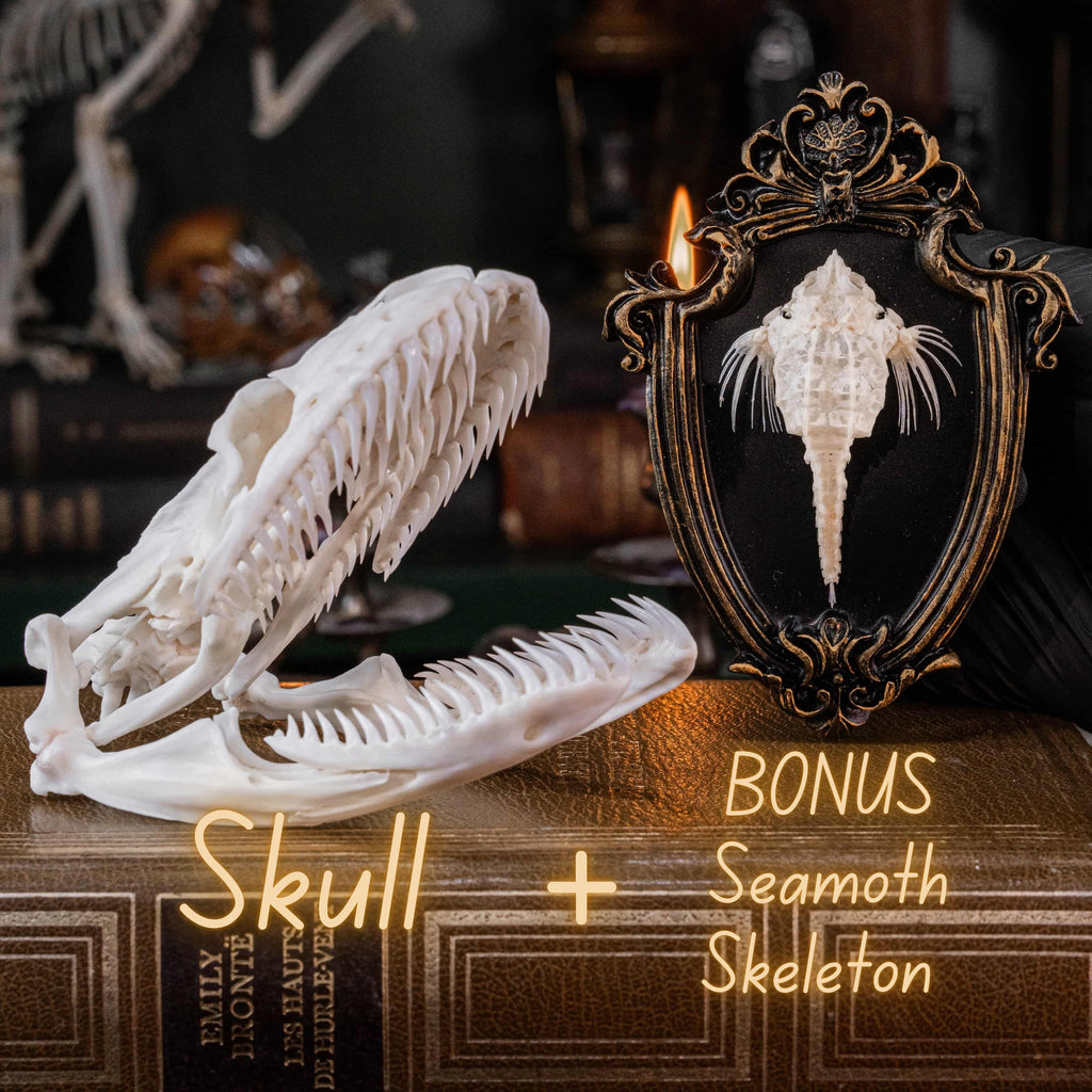 Real python skull specimen with detailed bone structure and fully articulated jaws, showing rows of sharp curved teeth. Ideal for reptile anatomy study, natural history display, or gothic home decor. This authentic snake skull taxidermy is ethically sourced and preserved for collectors, paleontology enthusiasts, or oddities lovers. Perfect for educational use, dark academia shelf, or scientific decor themes.