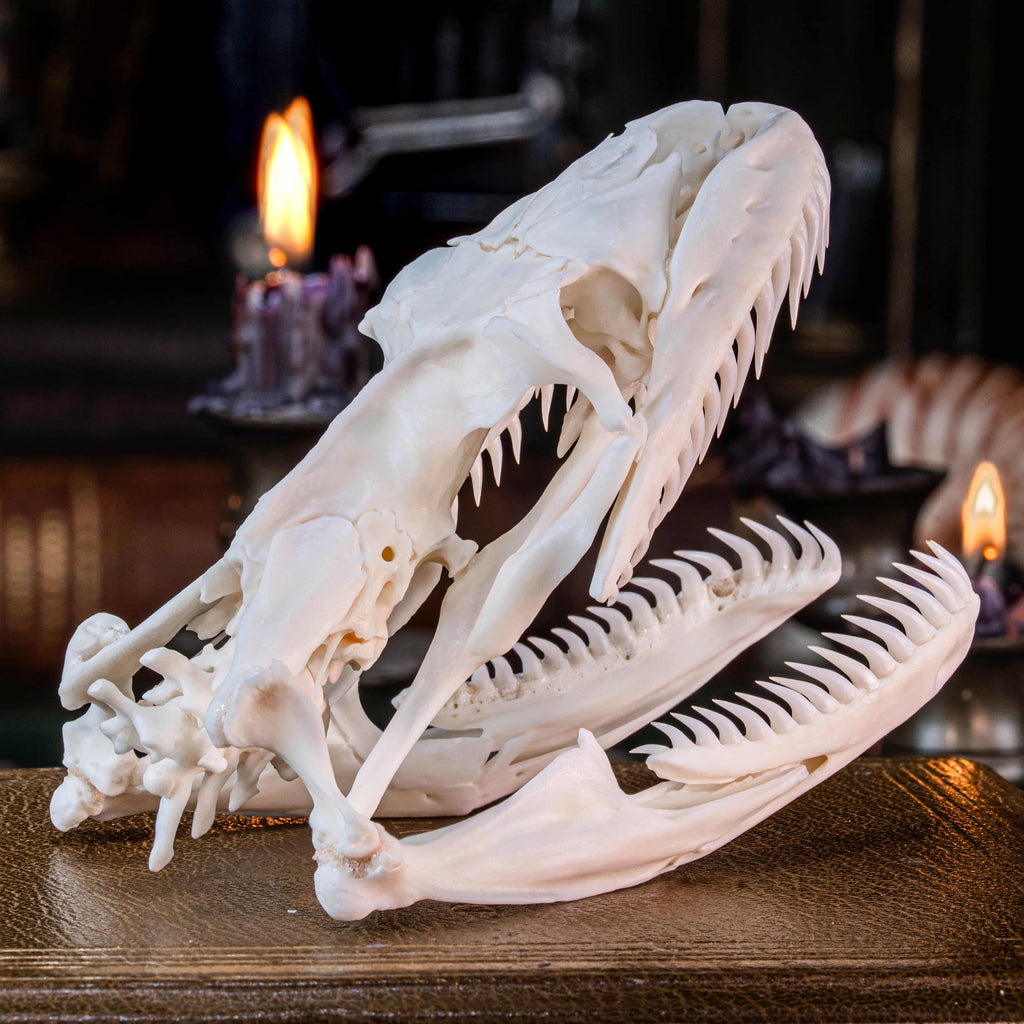 Real python skull specimen with detailed bone structure and fully articulated jaws, showing rows of sharp curved teeth. Ideal for reptile anatomy study, natural history display, or gothic home decor. This authentic snake skull taxidermy is ethically sourced and preserved for collectors, paleontology enthusiasts, or oddities lovers. Perfect for educational use, dark academia shelf, or scientific decor themes.