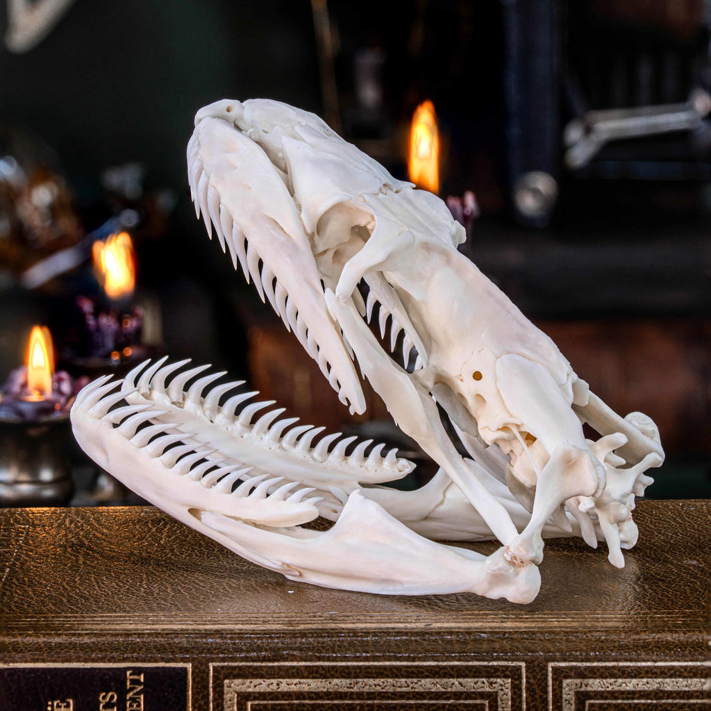 Real python skull specimen with detailed bone structure and fully articulated jaws, showing rows of sharp curved teeth. Ideal for reptile anatomy study, natural history display, or gothic home decor. This authentic snake skull taxidermy is ethically sourced and preserved for collectors, paleontology enthusiasts, or oddities lovers. Perfect for educational use, dark academia shelf, or scientific decor themes.