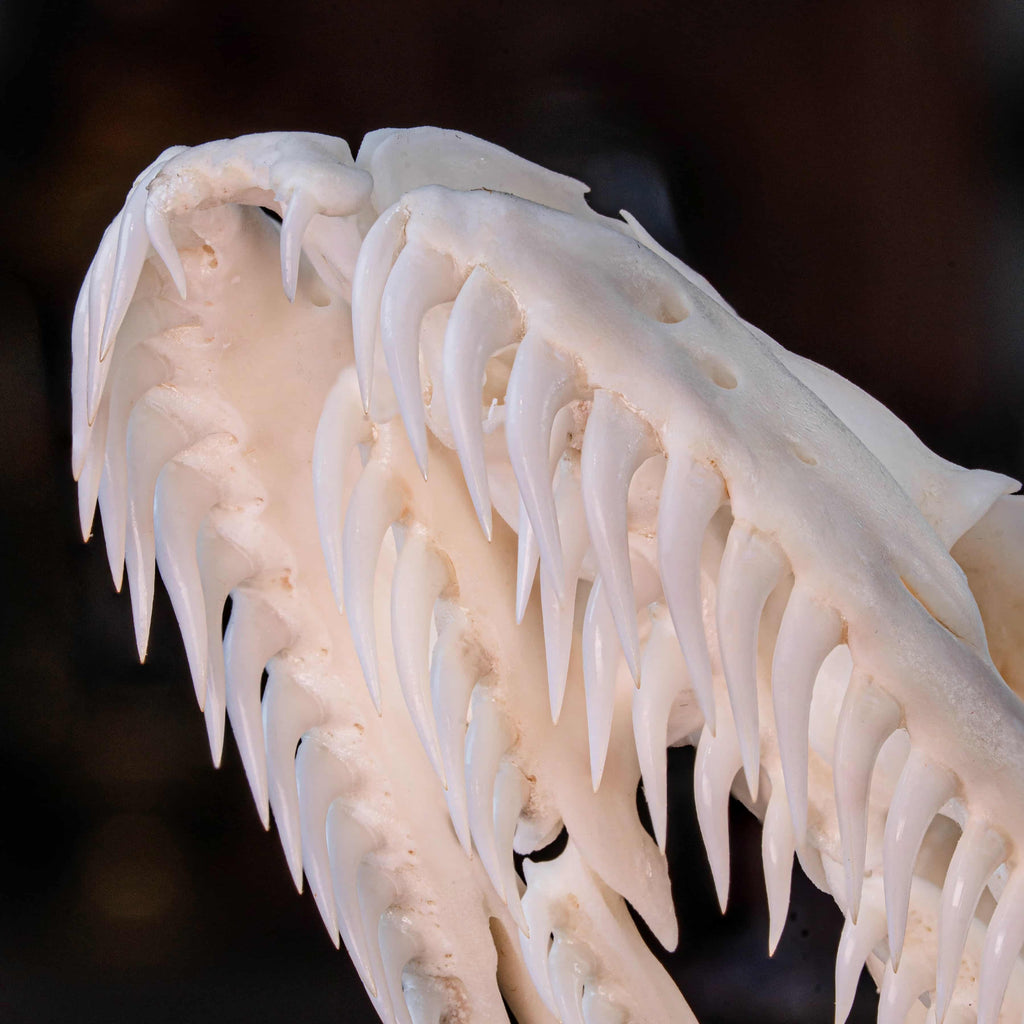 Real python skull specimen with detailed bone structure and fully articulated jaws, showing rows of sharp curved teeth. Ideal for reptile anatomy study, natural history display, or gothic home decor. This authentic snake skull taxidermy is ethically sourced and preserved for collectors, paleontology enthusiasts, or oddities lovers. Perfect for educational use, dark academia shelf, or scientific decor themes.