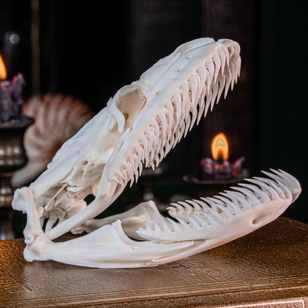 Real python skull specimen with detailed bone structure and fully articulated jaws, showing rows of sharp curved teeth. Ideal for reptile anatomy study, natural history display, or gothic home decor. This authentic snake skull taxidermy is ethically sourced and preserved for collectors, paleontology enthusiasts, or oddities lovers. Perfect for educational use, dark academia shelf, or scientific decor themes.