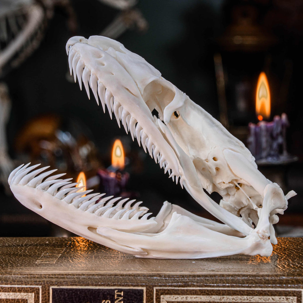 Real python skull specimen with detailed bone structure and fully articulated jaws, showing rows of sharp curved teeth. Ideal for reptile anatomy study, natural history display, or gothic home decor. This authentic snake skull taxidermy is ethically sourced and preserved for collectors, paleontology enthusiasts, or oddities lovers. Perfect for educational use, dark academia shelf, or scientific decor themes.