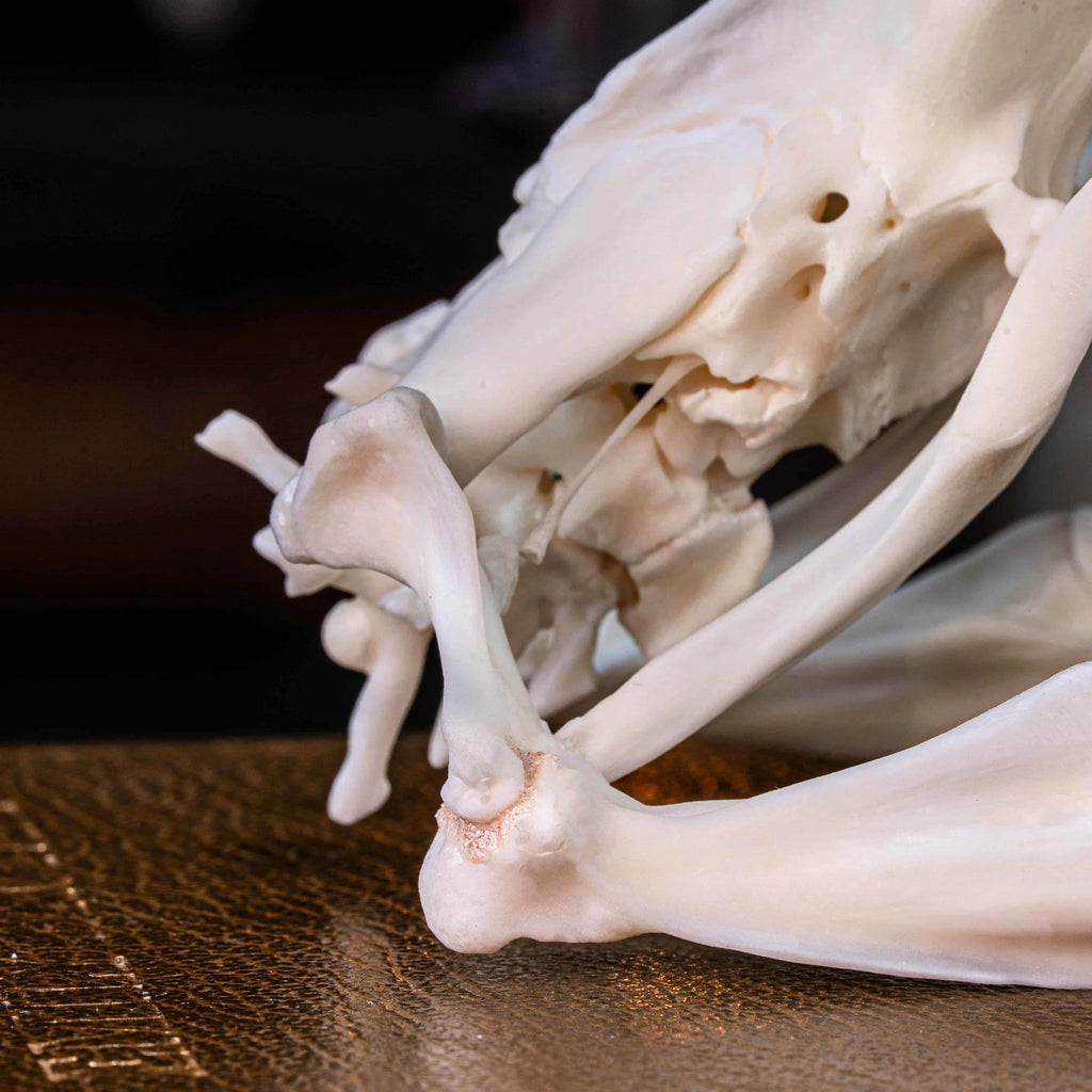 Real python skull specimen with detailed bone structure and fully articulated jaws, showing rows of sharp curved teeth. Ideal for reptile anatomy study, natural history display, or gothic home decor. This authentic snake skull taxidermy is ethically sourced and preserved for collectors, paleontology enthusiasts, or oddities lovers. Perfect for educational use, dark academia shelf, or scientific decor themes.