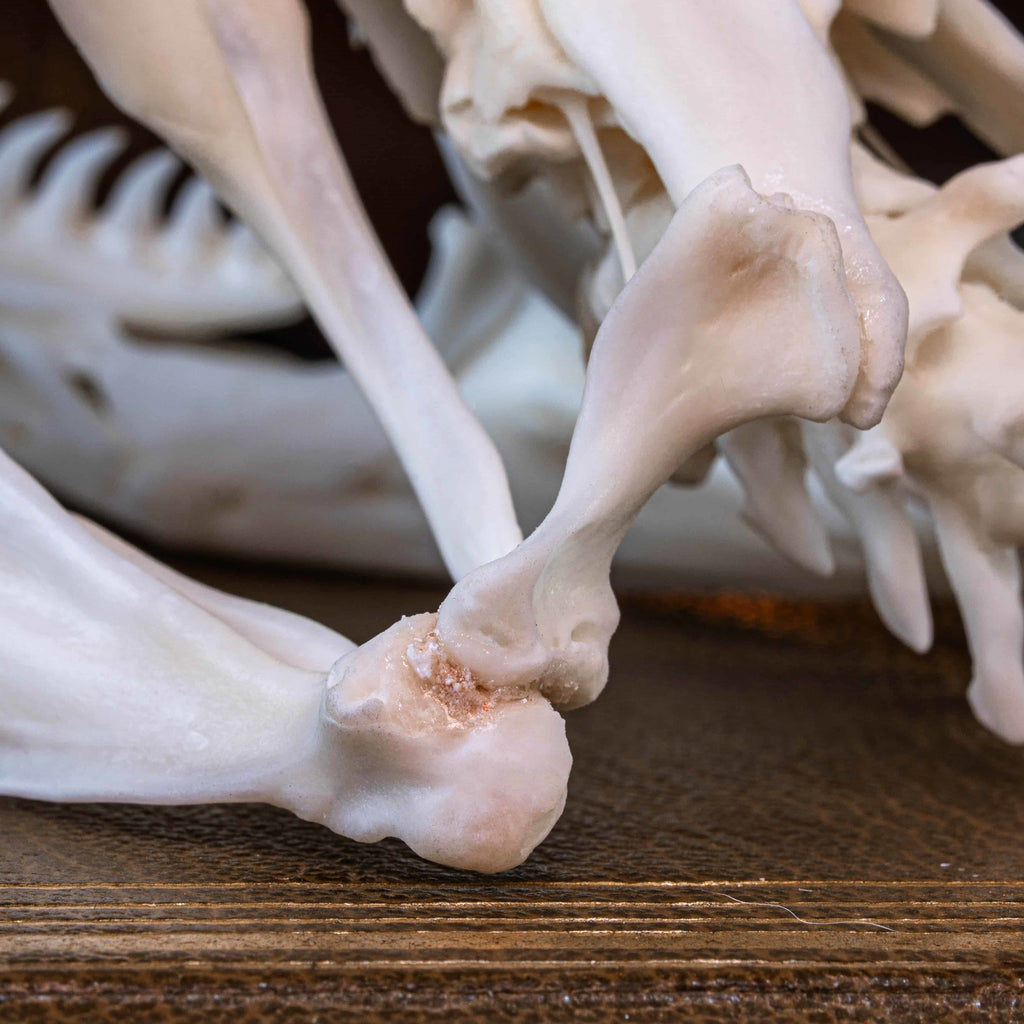 Real python skull specimen with detailed bone structure and fully articulated jaws, showing rows of sharp curved teeth. Ideal for reptile anatomy study, natural history display, or gothic home decor. This authentic snake skull taxidermy is ethically sourced and preserved for collectors, paleontology enthusiasts, or oddities lovers. Perfect for educational use, dark academia shelf, or scientific decor themes.