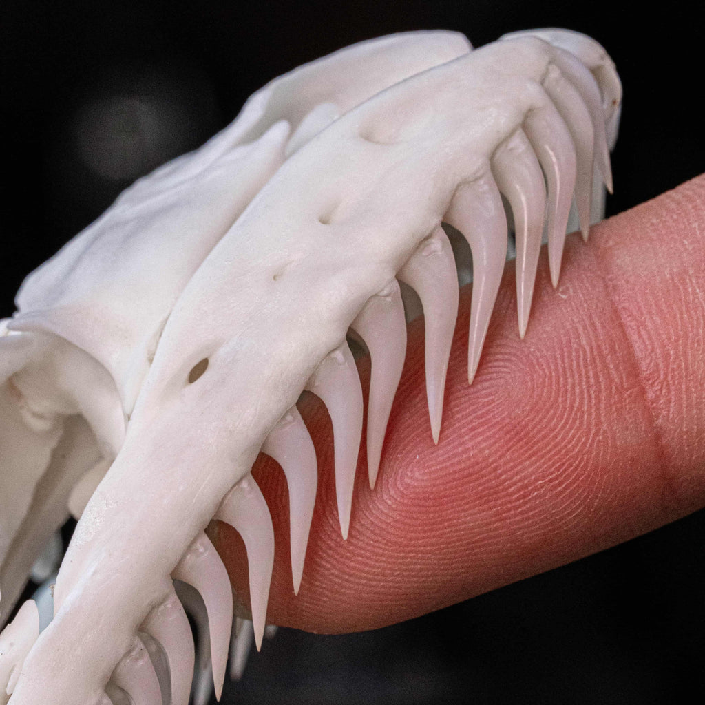 Real python skull specimen with detailed bone structure and fully articulated jaws, showing rows of sharp curved teeth. Ideal for reptile anatomy study, natural history display, or gothic home decor. This authentic snake skull taxidermy is ethically sourced and preserved for collectors, paleontology enthusiasts, or oddities lovers. Perfect for educational use, dark academia shelf, or scientific decor themes.