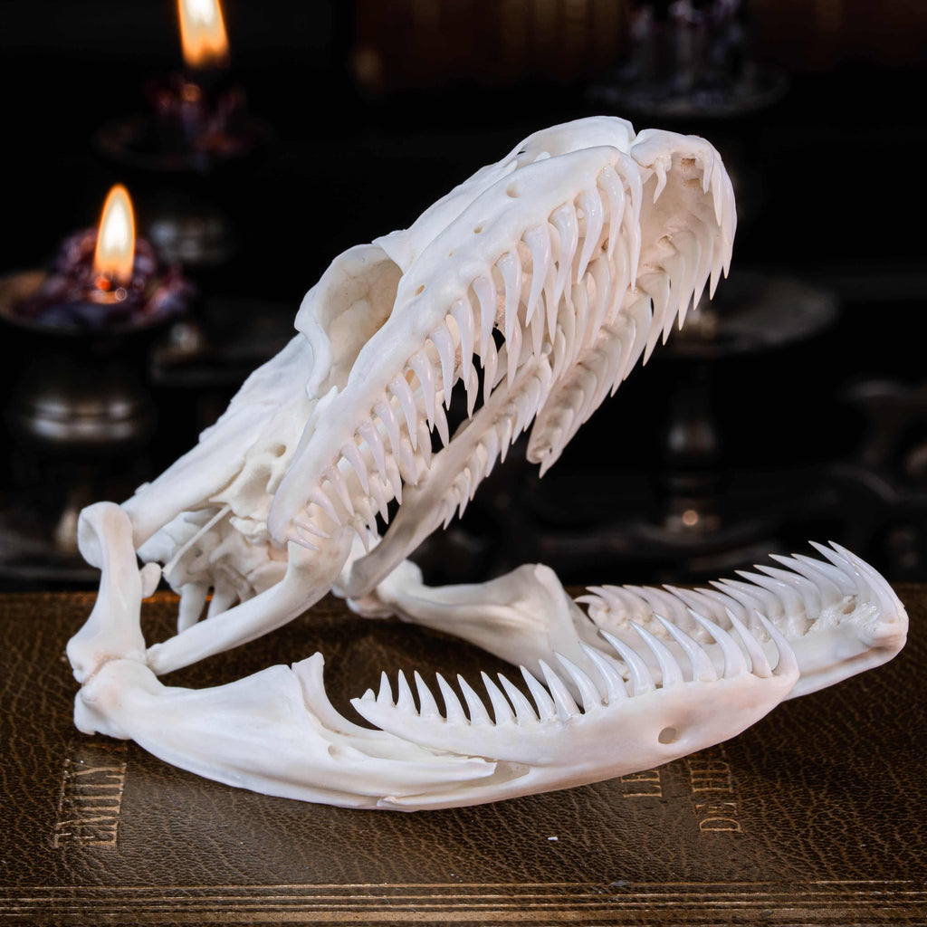 Real python skull specimen with detailed bone structure and fully articulated jaws, showing rows of sharp curved teeth. Ideal for reptile anatomy study, natural history display, or gothic home decor. This authentic snake skull taxidermy is ethically sourced and preserved for collectors, paleontology enthusiasts, or oddities lovers. Perfect for educational use, dark academia shelf, or scientific decor themes.
