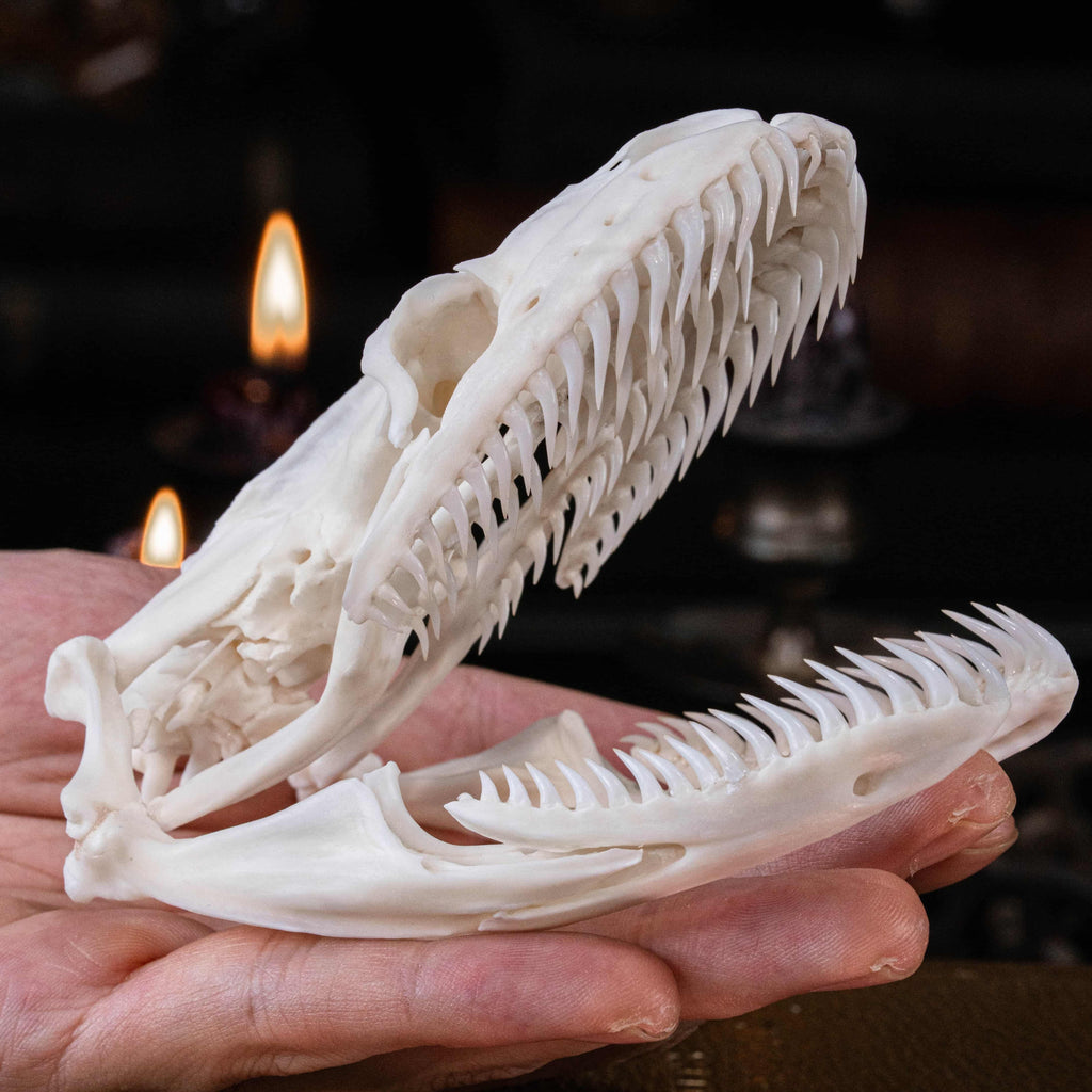 Real python skull specimen with detailed bone structure and fully articulated jaws, showing rows of sharp curved teeth. Ideal for reptile anatomy study, natural history display, or gothic home decor. This authentic snake skull taxidermy is ethically sourced and preserved for collectors, paleontology enthusiasts, or oddities lovers. Perfect for educational use, dark academia shelf, or scientific decor themes.
