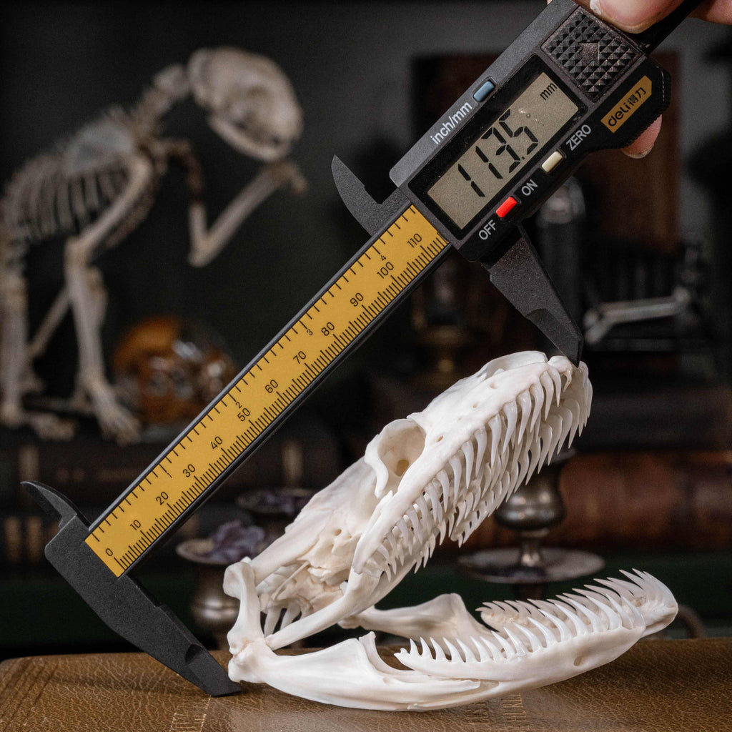 Real python skull specimen with detailed bone structure and fully articulated jaws, showing rows of sharp curved teeth. Ideal for reptile anatomy study, natural history display, or gothic home decor. This authentic snake skull taxidermy is ethically sourced and preserved for collectors, paleontology enthusiasts, or oddities lovers. Perfect for educational use, dark academia shelf, or scientific decor themes.