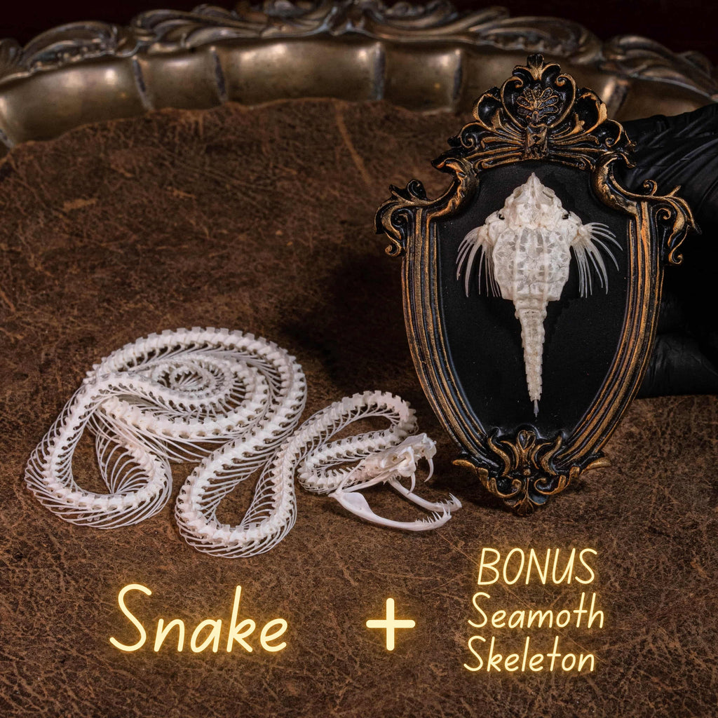 Viper Snake Skeleton Real Taxidermy on realistic diorama | Gothic decor dark academia halloween ornament Snake alone + BONUS