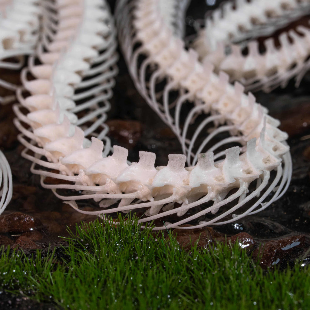 Real viper snake skeleton with fangs exposed, posed mid-crawl on a handcrafted swamp diorama display base. Taxidermy specimen for collectors of bones, oddities, and reptile art. Ideal for gothic decor, horror dioramas, witchcraft altar, or natural history shelves. Real snake bone preserved with lifelike anatomical precision. Museum-quality gift for Halloween, zoologists, or dark academia enthusiasts.