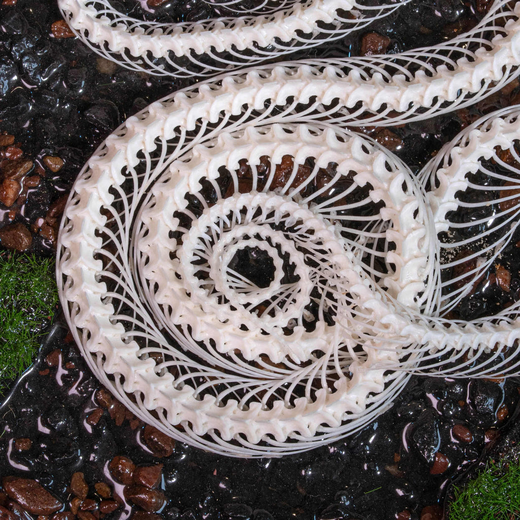 Real viper snake skeleton with fangs exposed, posed mid-crawl on a handcrafted swamp diorama display base. Taxidermy specimen for collectors of bones, oddities, and reptile art. Ideal for gothic decor, horror dioramas, witchcraft altar, or natural history shelves. Real snake bone preserved with lifelike anatomical precision. Museum-quality gift for Halloween, zoologists, or dark academia enthusiasts.