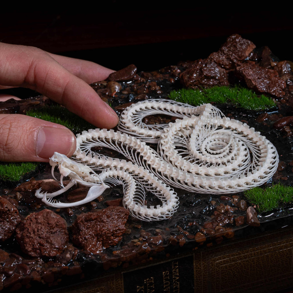 Real viper snake skeleton with fangs exposed, posed mid-crawl on a handcrafted swamp diorama display base. Taxidermy specimen for collectors of bones, oddities, and reptile art. Ideal for gothic decor, horror dioramas, witchcraft altar, or natural history shelves. Real snake bone preserved with lifelike anatomical precision. Museum-quality gift for Halloween, zoologists, or dark academia enthusiasts.