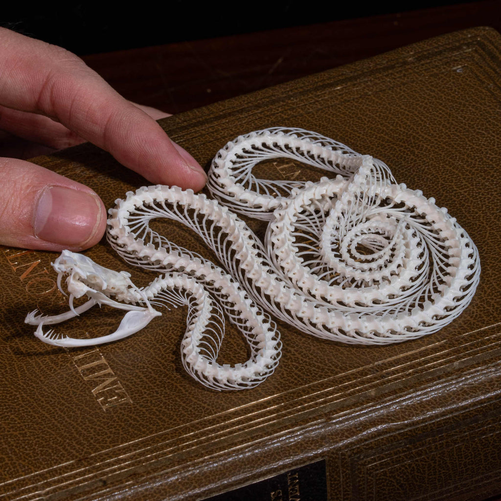 Real viper snake skeleton with fangs exposed, posed mid-crawl on a handcrafted swamp diorama display base. Taxidermy specimen for collectors of bones, oddities, and reptile art. Ideal for gothic decor, horror dioramas, witchcraft altar, or natural history shelves. Real snake bone preserved with lifelike anatomical precision. Museum-quality gift for Halloween, zoologists, or dark academia enthusiasts.