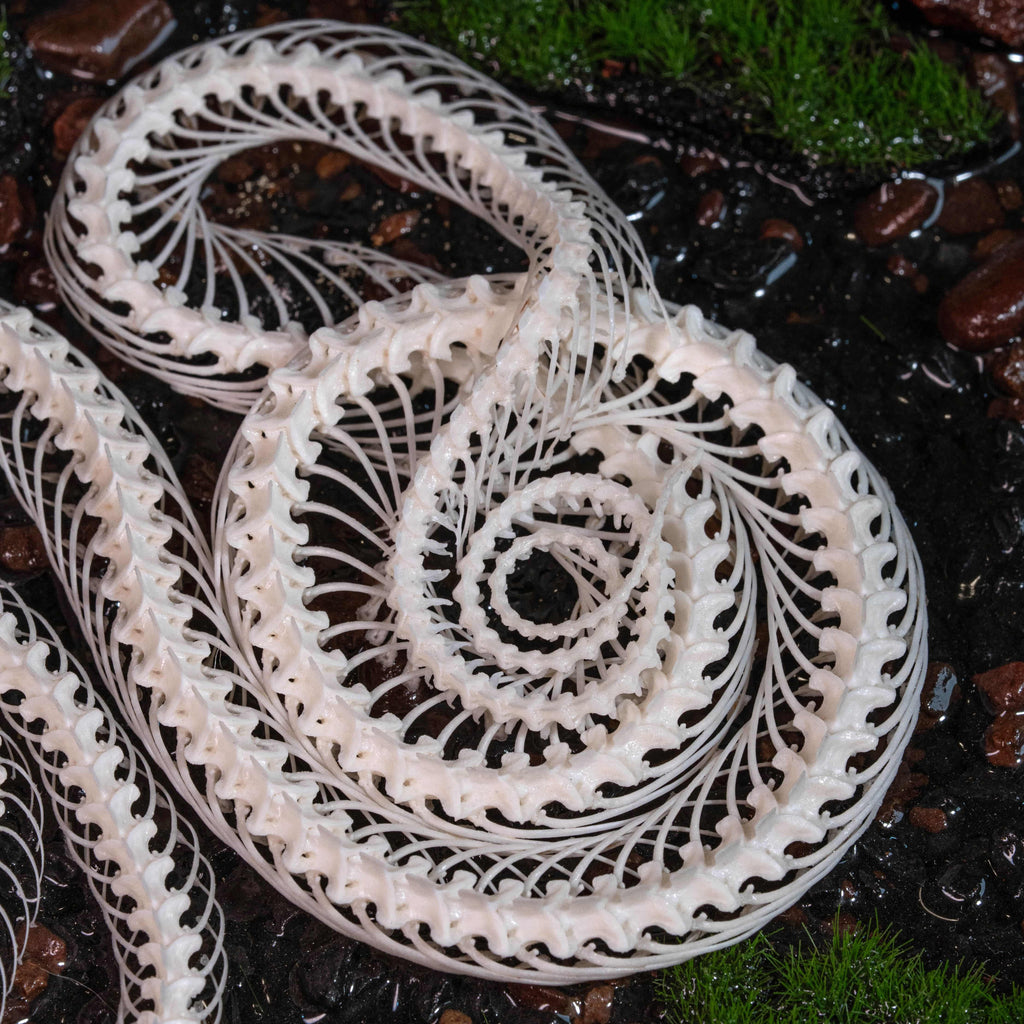 Real viper snake skeleton with fangs exposed, posed mid-crawl on a handcrafted swamp diorama display base. Taxidermy specimen for collectors of bones, oddities, and reptile art. Ideal for gothic decor, horror dioramas, witchcraft altar, or natural history shelves. Real snake bone preserved with lifelike anatomical precision. Museum-quality gift for Halloween, zoologists, or dark academia enthusiasts.