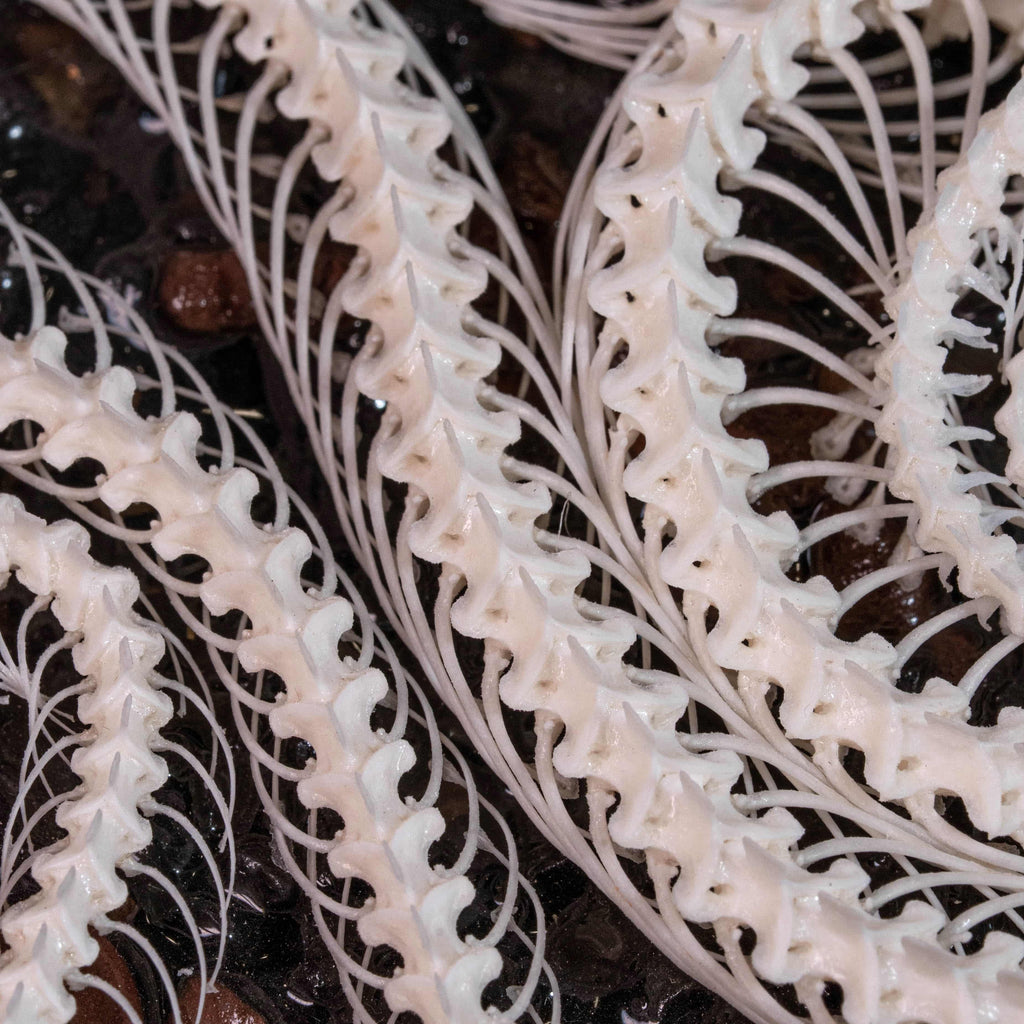 Real viper snake skeleton with fangs exposed, posed mid-crawl on a handcrafted swamp diorama display base. Taxidermy specimen for collectors of bones, oddities, and reptile art. Ideal for gothic decor, horror dioramas, witchcraft altar, or natural history shelves. Real snake bone preserved with lifelike anatomical precision. Museum-quality gift for Halloween, zoologists, or dark academia enthusiasts.