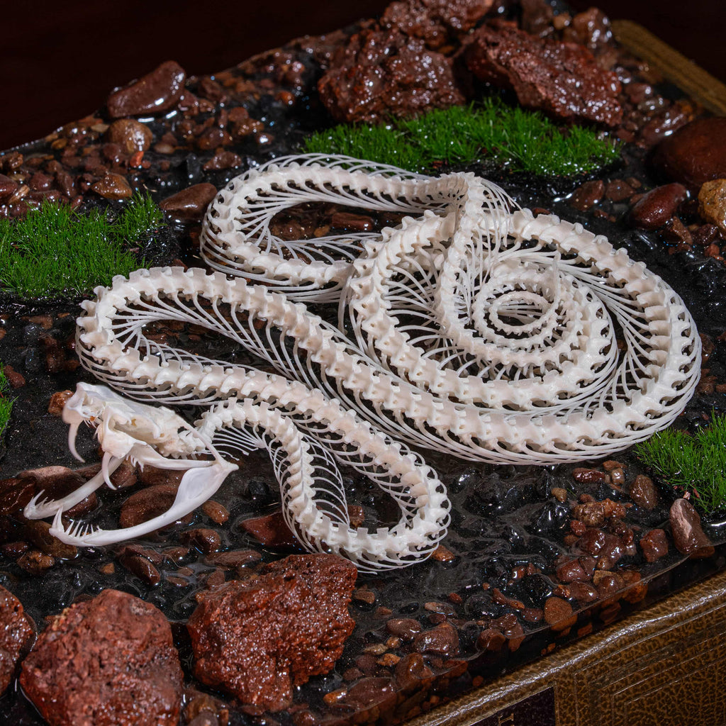 Real viper snake skeleton with fangs exposed, posed mid-crawl on a handcrafted swamp diorama display base. Taxidermy specimen for collectors of bones, oddities, and reptile art. Ideal for gothic decor, horror dioramas, witchcraft altar, or natural history shelves. Real snake bone preserved with lifelike anatomical precision. Museum-quality gift for Halloween, zoologists, or dark academia enthusiasts.