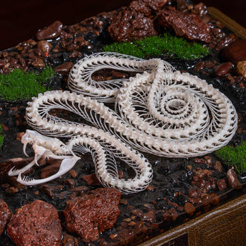 Real viper snake skeleton with fangs exposed, posed mid-crawl on a handcrafted swamp diorama display base. Taxidermy specimen for collectors of bones, oddities, and reptile art. Ideal for gothic decor, horror dioramas, witchcraft altar, or natural history shelves. Real snake bone preserved with lifelike anatomical precision. Museum-quality gift for Halloween, zoologists, or dark academia enthusiasts.