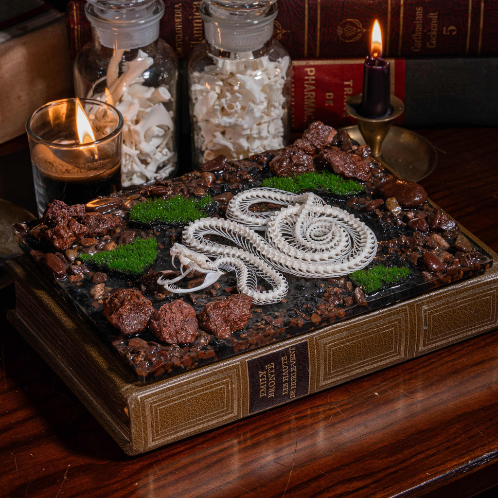 Real viper snake skeleton with fangs exposed, posed mid-crawl on a handcrafted swamp diorama display base. Taxidermy specimen for collectors of bones, oddities, and reptile art. Ideal for gothic decor, horror dioramas, witchcraft altar, or natural history shelves. Real snake bone preserved with lifelike anatomical precision. Museum-quality gift for Halloween, zoologists, or dark academia enthusiasts.