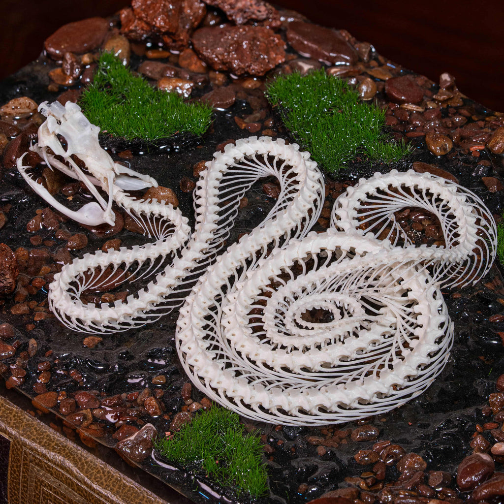 Real viper snake skeleton with fangs exposed, posed mid-crawl on a handcrafted swamp diorama display base. Taxidermy specimen for collectors of bones, oddities, and reptile art. Ideal for gothic decor, horror dioramas, witchcraft altar, or natural history shelves. Real snake bone preserved with lifelike anatomical precision. Museum-quality gift for Halloween, zoologists, or dark academia enthusiasts.