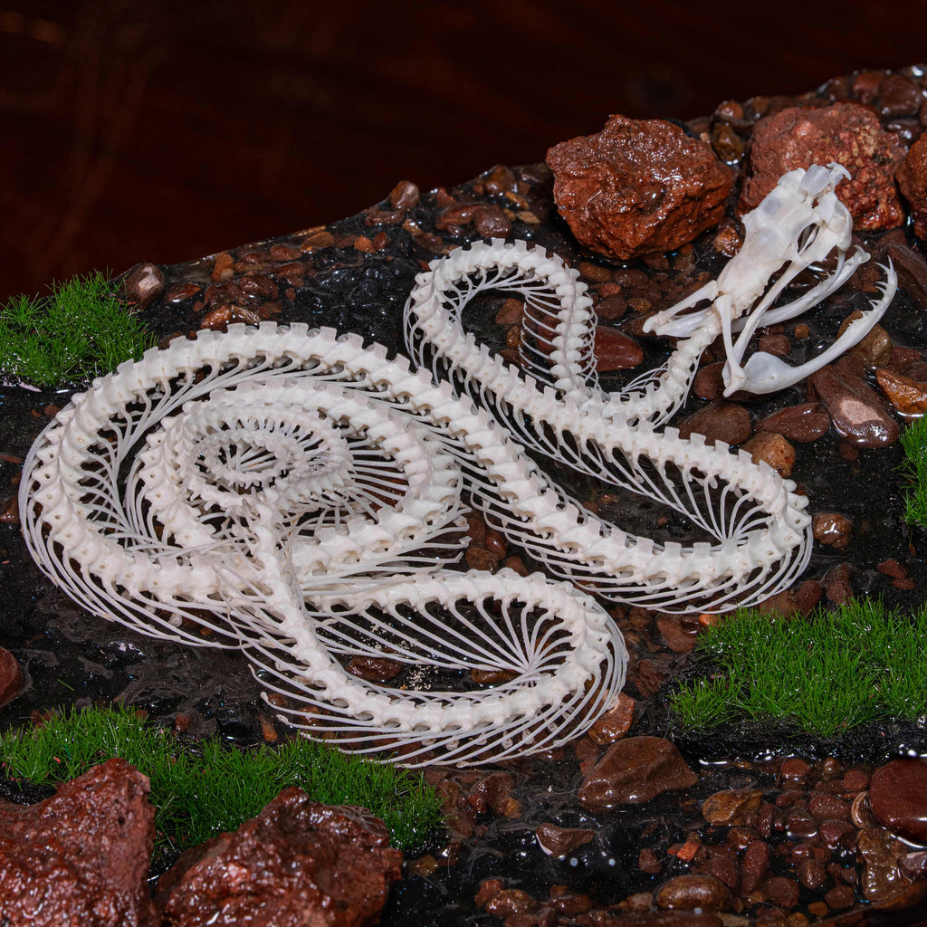 Real viper snake skeleton with fangs exposed, posed mid-crawl on a handcrafted swamp diorama display base. Taxidermy specimen for collectors of bones, oddities, and reptile art. Ideal for gothic decor, horror dioramas, witchcraft altar, or natural history shelves. Real snake bone preserved with lifelike anatomical precision. Museum-quality gift for Halloween, zoologists, or dark academia enthusiasts.