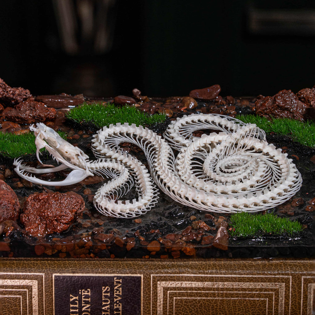 Real viper snake skeleton with fangs exposed, posed mid-crawl on a handcrafted swamp diorama display base. Taxidermy specimen for collectors of bones, oddities, and reptile art. Ideal for gothic decor, horror dioramas, witchcraft altar, or natural history shelves. Real snake bone preserved with lifelike anatomical precision. Museum-quality gift for Halloween, zoologists, or dark academia enthusiasts.
