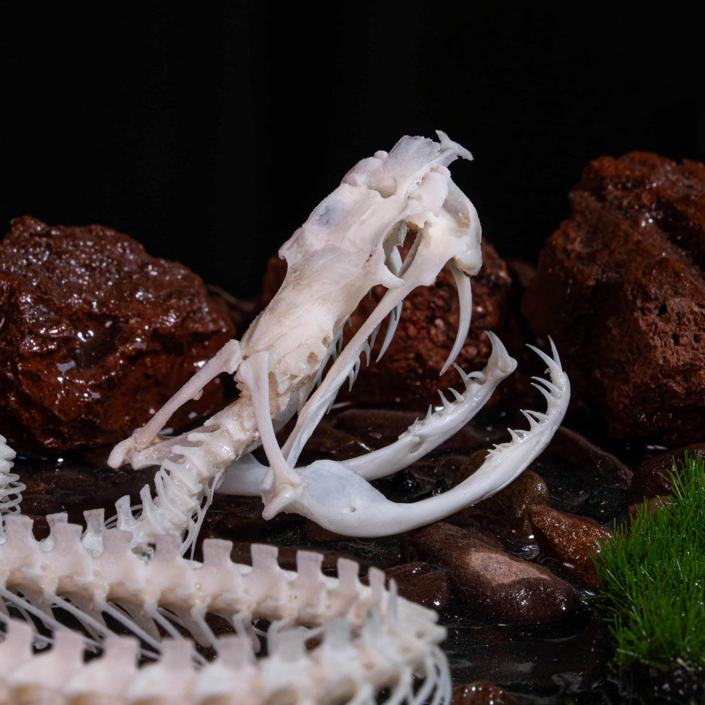 Real viper snake skeleton with fangs exposed, posed mid-crawl on a handcrafted swamp diorama display base. Taxidermy specimen for collectors of bones, oddities, and reptile art. Ideal for gothic decor, horror dioramas, witchcraft altar, or natural history shelves. Real snake bone preserved with lifelike anatomical precision. Museum-quality gift for Halloween, zoologists, or dark academia enthusiasts.