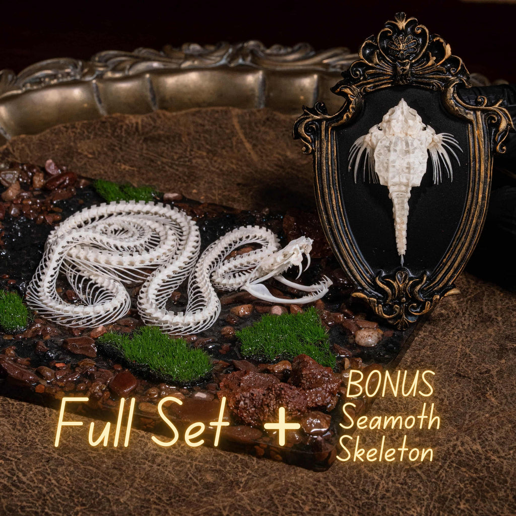 Viper Snake Skeleton Real Taxidermy on realistic diorama | Gothic decor dark academia halloween ornament Full set + BONUS