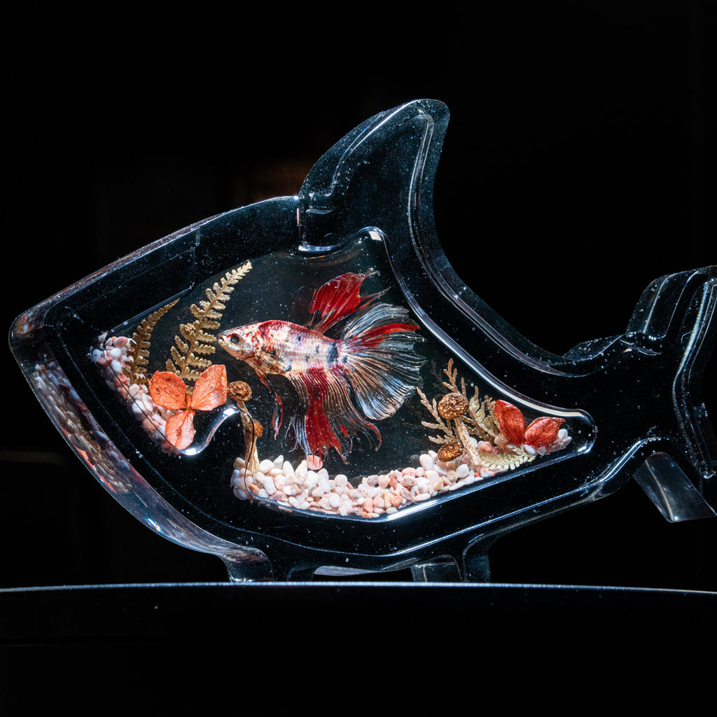 red betta fish skeleton taxidermy small marine specimen for curio cabinets and gothic displays.