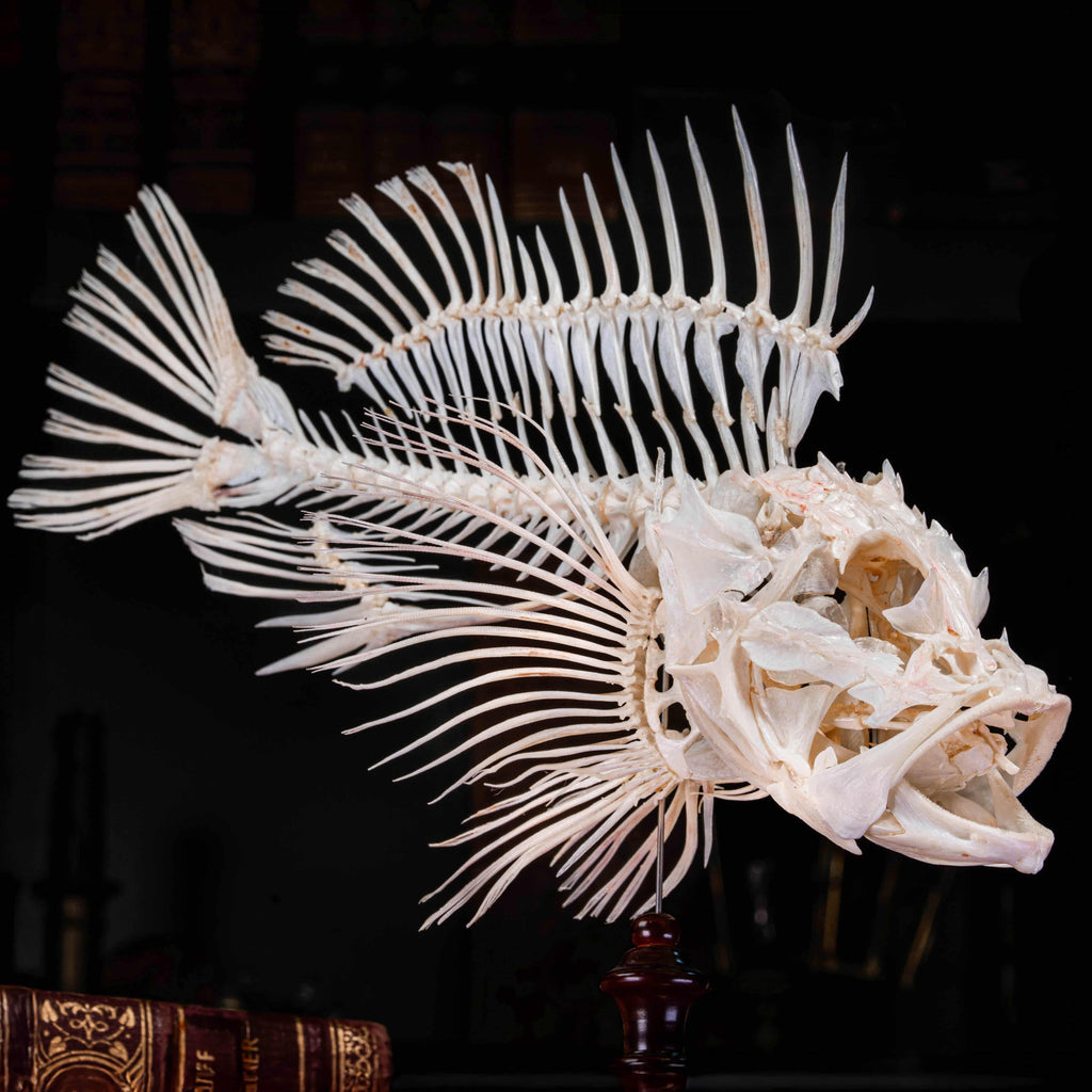 Real Red Scorpionfish skeleton taxidermy featuring sharp dorsal spines, spiky skull, and wing-like pectoral fins, preserved to highlight the venomous predator’s anatomy. This unique fish skeleton specimen is ideal for oddities collectors, gothic wall art, nautical decor, and natural history displays. Perfect for marine biology enthusiasts, ichthyologists, and curiosity cabinet collections, blending science and gothic aesthetics in one striking marine oddity.