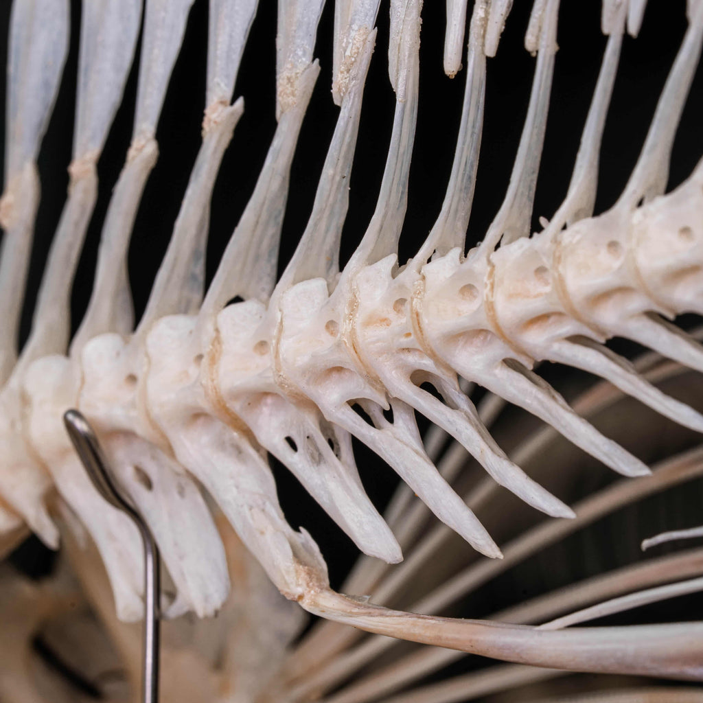 Real Red Scorpionfish skeleton taxidermy featuring sharp dorsal spines, spiky skull, and wing-like pectoral fins, preserved to highlight the venomous predator’s anatomy. This unique fish skeleton specimen is ideal for oddities collectors, gothic wall art, nautical decor, and natural history displays. Perfect for marine biology enthusiasts, ichthyologists, and curiosity cabinet collections, blending science and gothic aesthetics in one striking marine oddity.