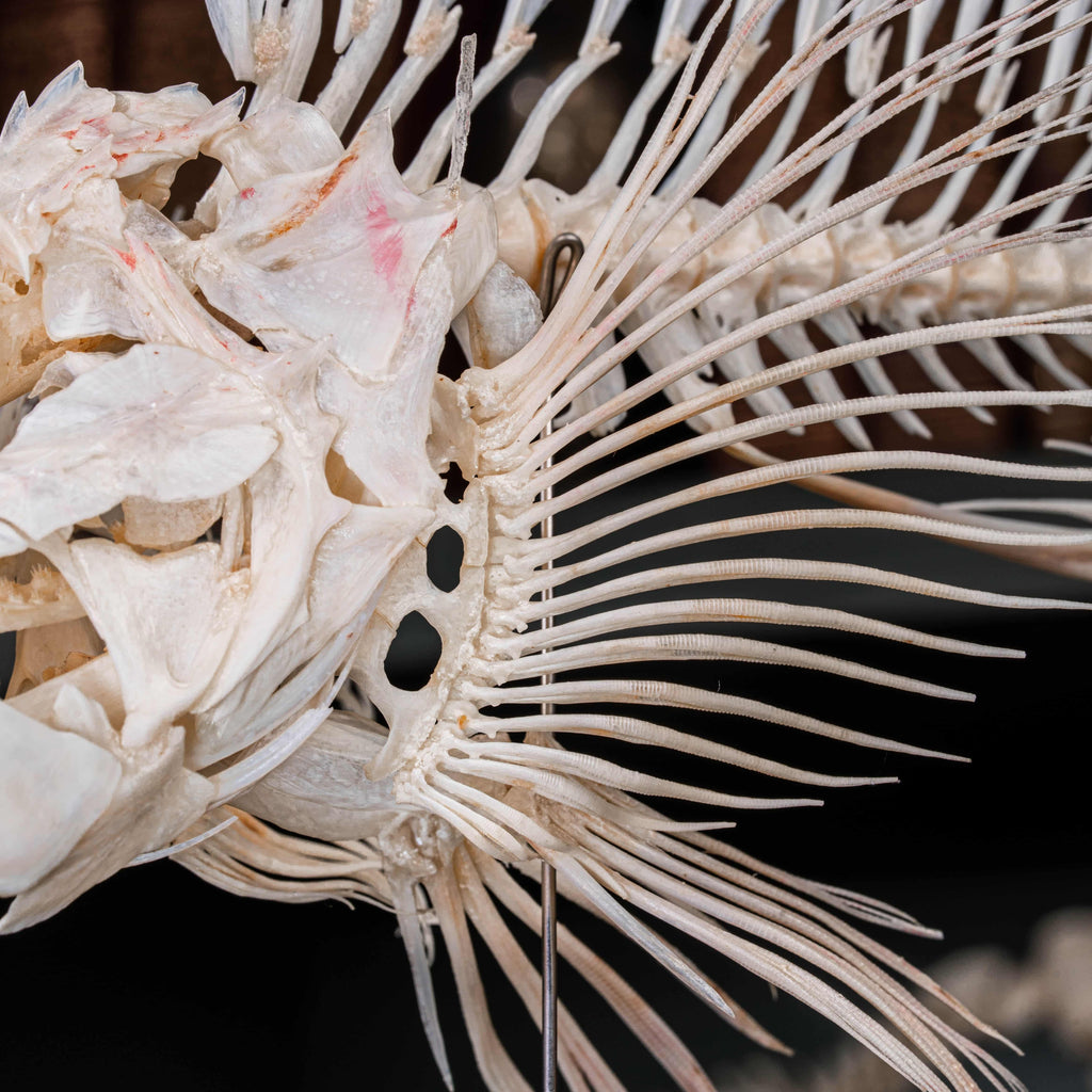Real Red Scorpionfish skeleton taxidermy featuring sharp dorsal spines, spiky skull, and wing-like pectoral fins, preserved to highlight the venomous predator’s anatomy. This unique fish skeleton specimen is ideal for oddities collectors, gothic wall art, nautical decor, and natural history displays. Perfect for marine biology enthusiasts, ichthyologists, and curiosity cabinet collections, blending science and gothic aesthetics in one striking marine oddity.