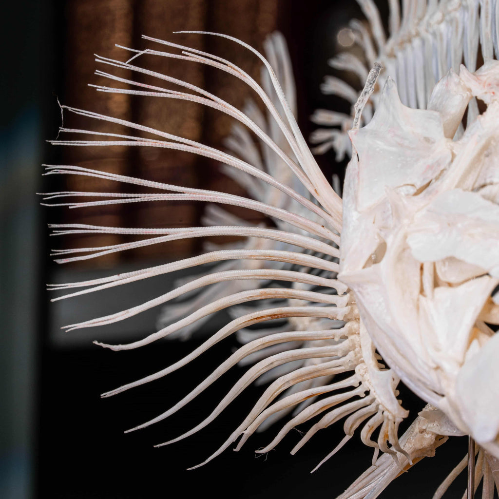Real Red Scorpionfish skeleton taxidermy featuring sharp dorsal spines, spiky skull, and wing-like pectoral fins, preserved to highlight the venomous predator’s anatomy. This unique fish skeleton specimen is ideal for oddities collectors, gothic wall art, nautical decor, and natural history displays. Perfect for marine biology enthusiasts, ichthyologists, and curiosity cabinet collections, blending science and gothic aesthetics in one striking marine oddity.
