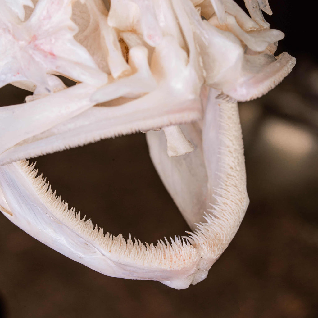 Real Red Scorpionfish skeleton taxidermy featuring sharp dorsal spines, spiky skull, and wing-like pectoral fins, preserved to highlight the venomous predator’s anatomy. This unique fish skeleton specimen is ideal for oddities collectors, gothic wall art, nautical decor, and natural history displays. Perfect for marine biology enthusiasts, ichthyologists, and curiosity cabinet collections, blending science and gothic aesthetics in one striking marine oddity.