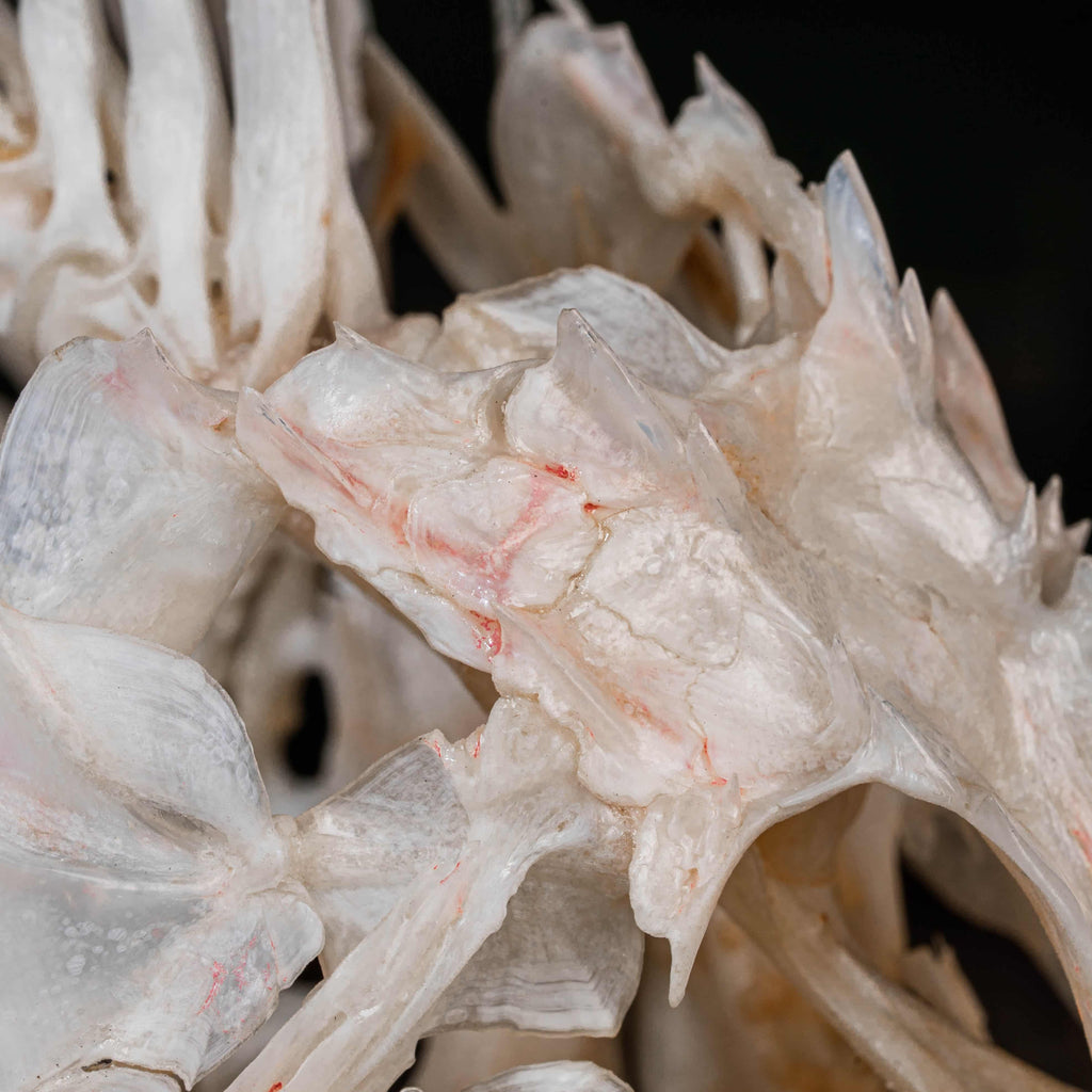Real Red Scorpionfish skeleton taxidermy featuring sharp dorsal spines, spiky skull, and wing-like pectoral fins, preserved to highlight the venomous predator’s anatomy. This unique fish skeleton specimen is ideal for oddities collectors, gothic wall art, nautical decor, and natural history displays. Perfect for marine biology enthusiasts, ichthyologists, and curiosity cabinet collections, blending science and gothic aesthetics in one striking marine oddity.