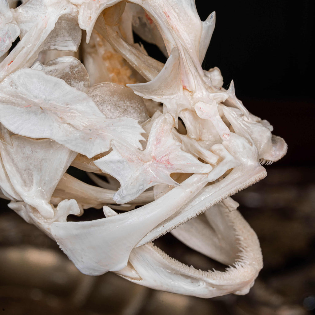Real Red Scorpionfish skeleton taxidermy featuring sharp dorsal spines, spiky skull, and wing-like pectoral fins, preserved to highlight the venomous predator’s anatomy. This unique fish skeleton specimen is ideal for oddities collectors, gothic wall art, nautical decor, and natural history displays. Perfect for marine biology enthusiasts, ichthyologists, and curiosity cabinet collections, blending science and gothic aesthetics in one striking marine oddity.