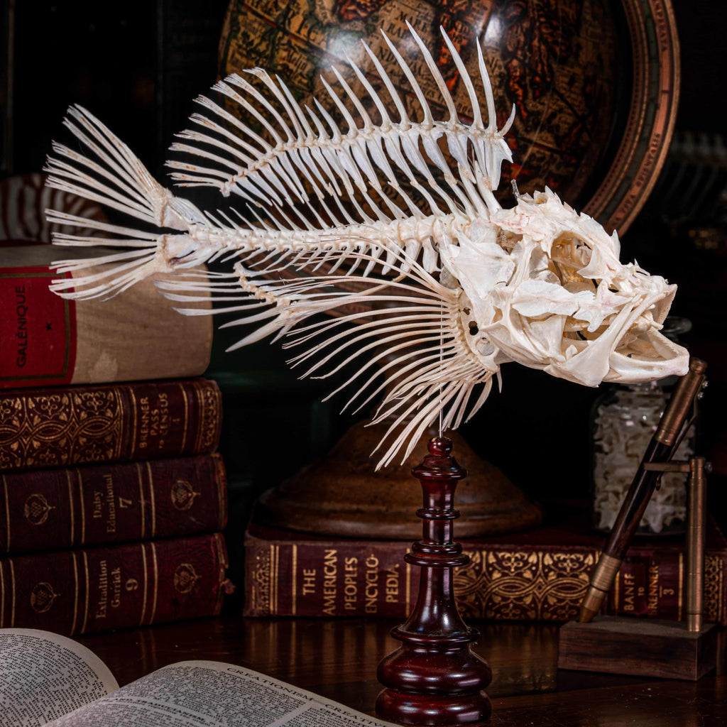 Real Red Scorpionfish skeleton taxidermy featuring sharp dorsal spines, spiky skull, and wing-like pectoral fins, preserved to highlight the venomous predator’s anatomy. This unique fish skeleton specimen is ideal for oddities collectors, gothic wall art, nautical decor, and natural history displays. Perfect for marine biology enthusiasts, ichthyologists, and curiosity cabinet collections, blending science and gothic aesthetics in one striking marine oddity.