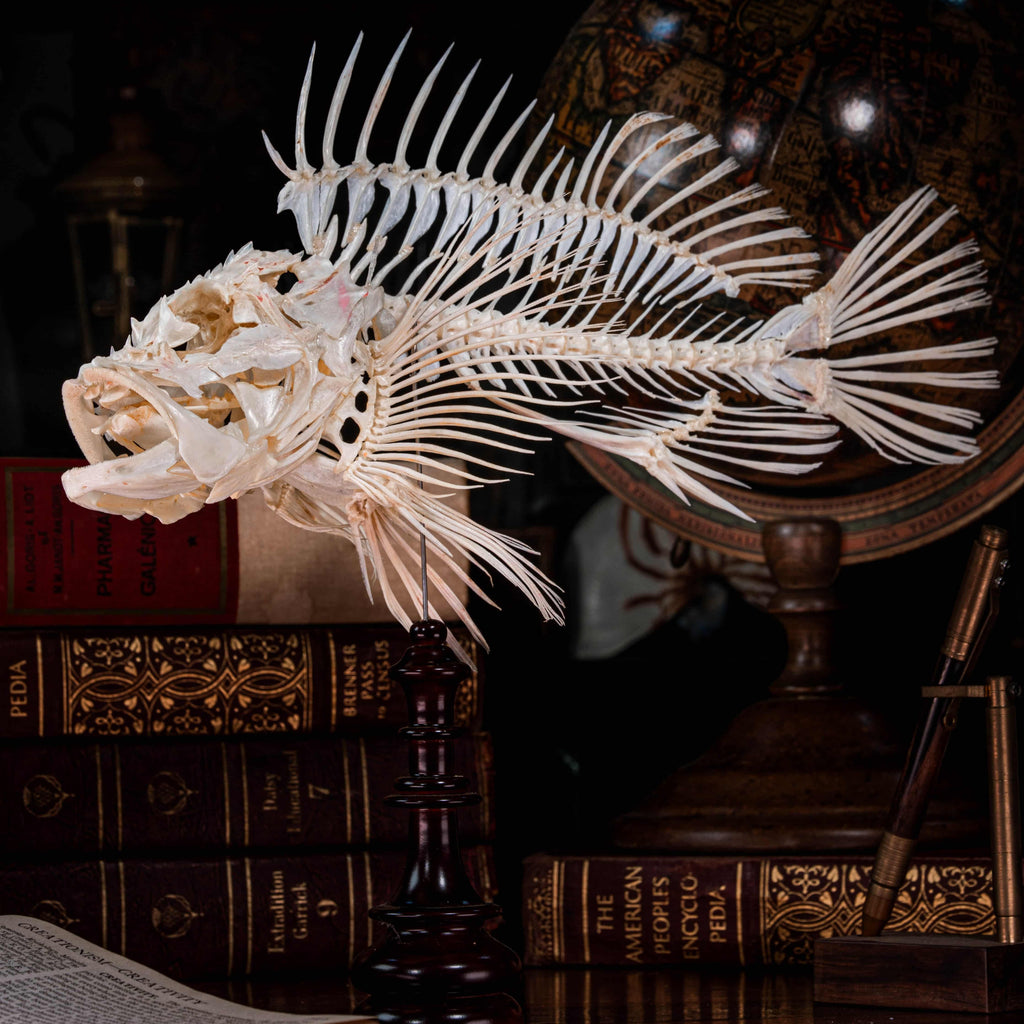 Real Red Scorpionfish skeleton taxidermy featuring sharp dorsal spines, spiky skull, and wing-like pectoral fins, preserved to highlight the venomous predator’s anatomy. This unique fish skeleton specimen is ideal for oddities collectors, gothic wall art, nautical decor, and natural history displays. Perfect for marine biology enthusiasts, ichthyologists, and curiosity cabinet collections, blending science and gothic aesthetics in one striking marine oddity.