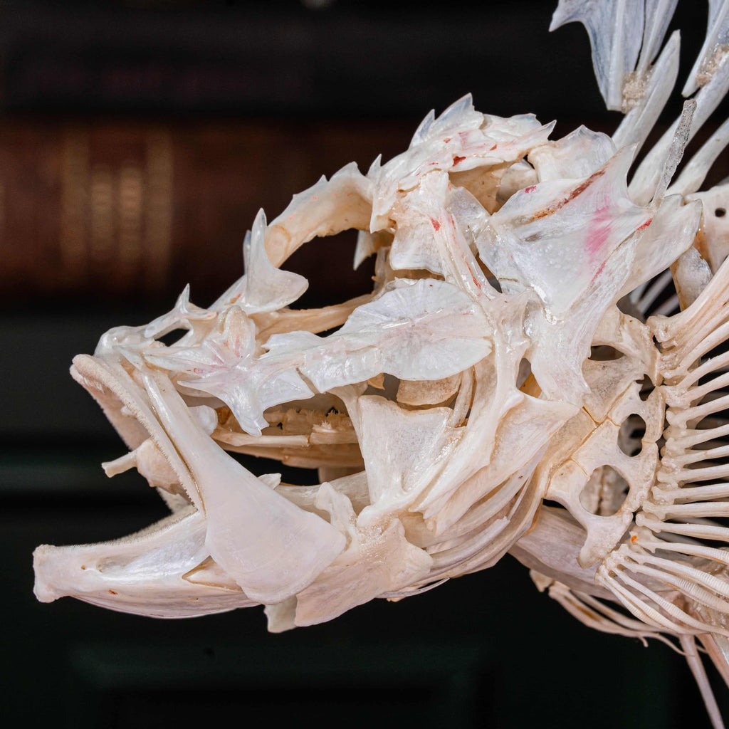 Real Red Scorpionfish skeleton taxidermy featuring sharp dorsal spines, spiky skull, and wing-like pectoral fins, preserved to highlight the venomous predator’s anatomy. This unique fish skeleton specimen is ideal for oddities collectors, gothic wall art, nautical decor, and natural history displays. Perfect for marine biology enthusiasts, ichthyologists, and curiosity cabinet collections, blending science and gothic aesthetics in one striking marine oddity.