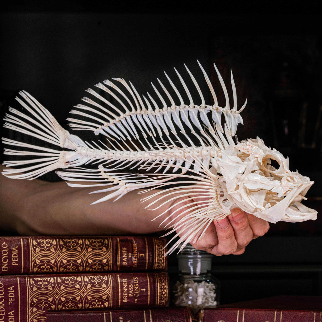 Real Red Scorpionfish skeleton taxidermy featuring sharp dorsal spines, spiky skull, and wing-like pectoral fins, preserved to highlight the venomous predator’s anatomy. This unique fish skeleton specimen is ideal for oddities collectors, gothic wall art, nautical decor, and natural history displays. Perfect for marine biology enthusiasts, ichthyologists, and curiosity cabinet collections, blending science and gothic aesthetics in one striking marine oddity.
