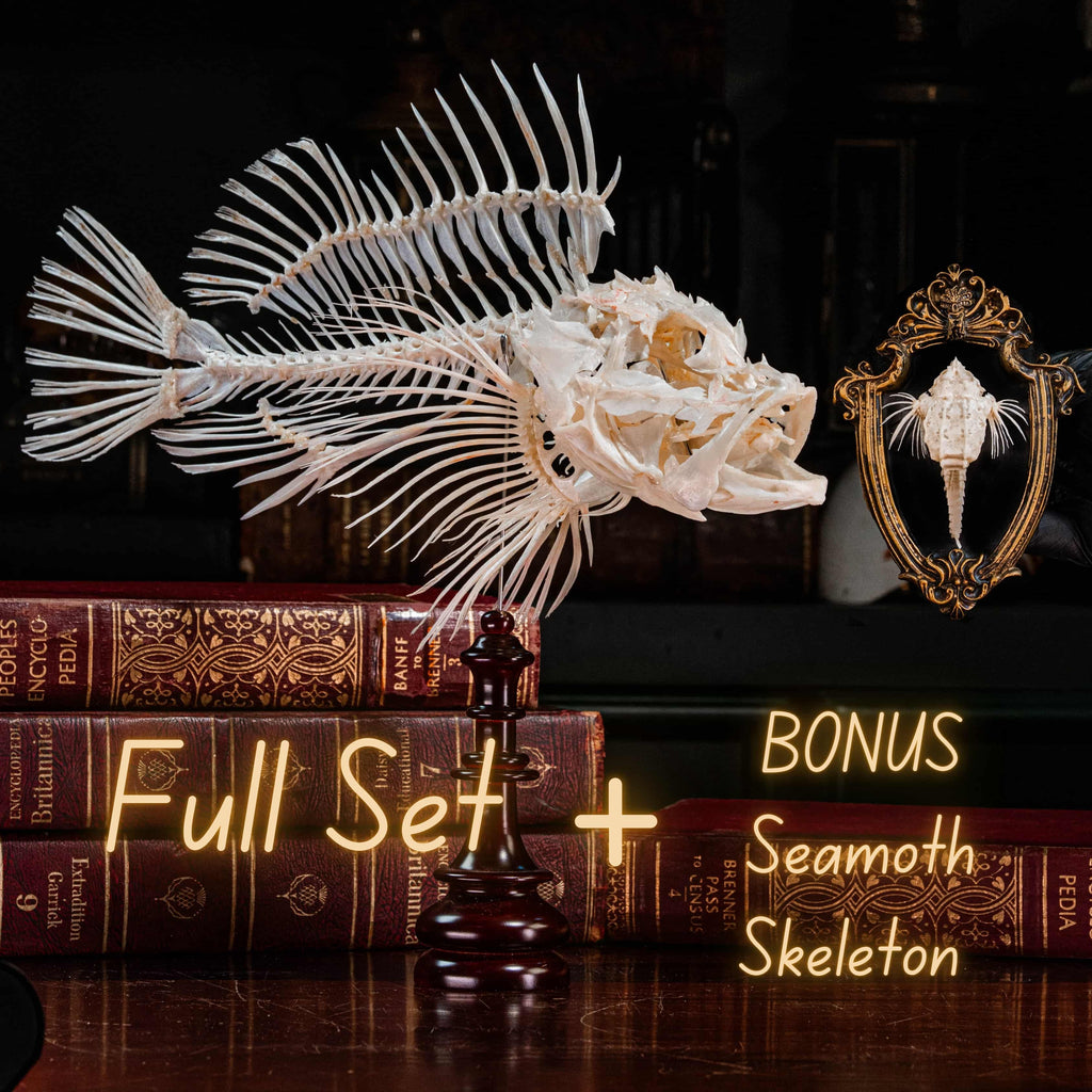 Scorpionfish skeleton Real Fish Taxidermy Art - Venomous Marine Anatomy Gothic Decor, halloween gift Full Set + BONUS