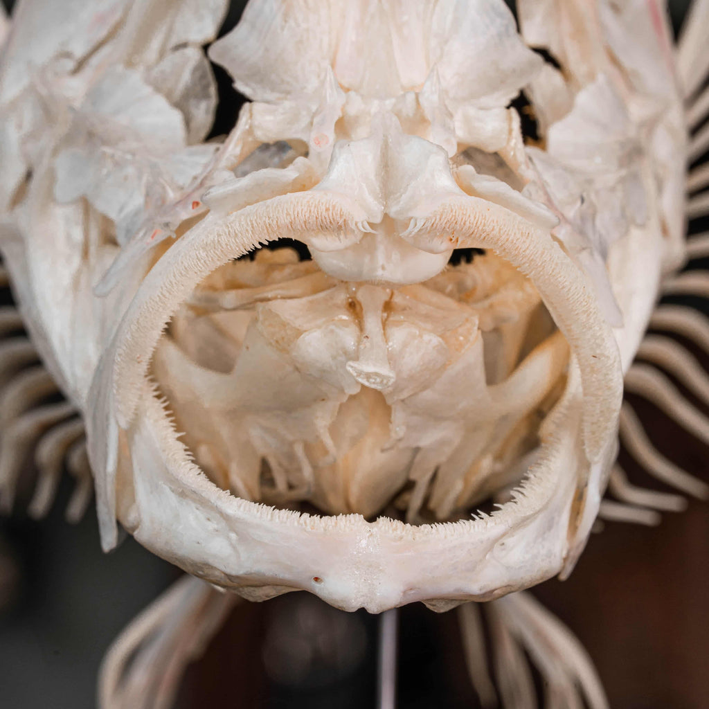 Real Red Scorpionfish skeleton taxidermy featuring sharp dorsal spines, spiky skull, and wing-like pectoral fins, preserved to highlight the venomous predator’s anatomy. This unique fish skeleton specimen is ideal for oddities collectors, gothic wall art, nautical decor, and natural history displays. Perfect for marine biology enthusiasts, ichthyologists, and curiosity cabinet collections, blending science and gothic aesthetics in one striking marine oddity.