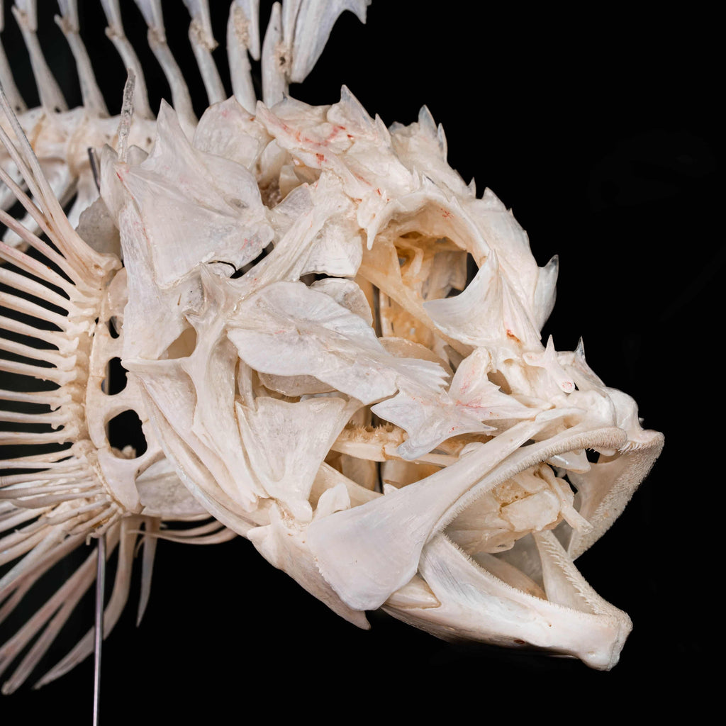Real Red Scorpionfish skeleton taxidermy featuring sharp dorsal spines, spiky skull, and wing-like pectoral fins, preserved to highlight the venomous predator’s anatomy. This unique fish skeleton specimen is ideal for oddities collectors, gothic wall art, nautical decor, and natural history displays. Perfect for marine biology enthusiasts, ichthyologists, and curiosity cabinet collections, blending science and gothic aesthetics in one striking marine oddity.