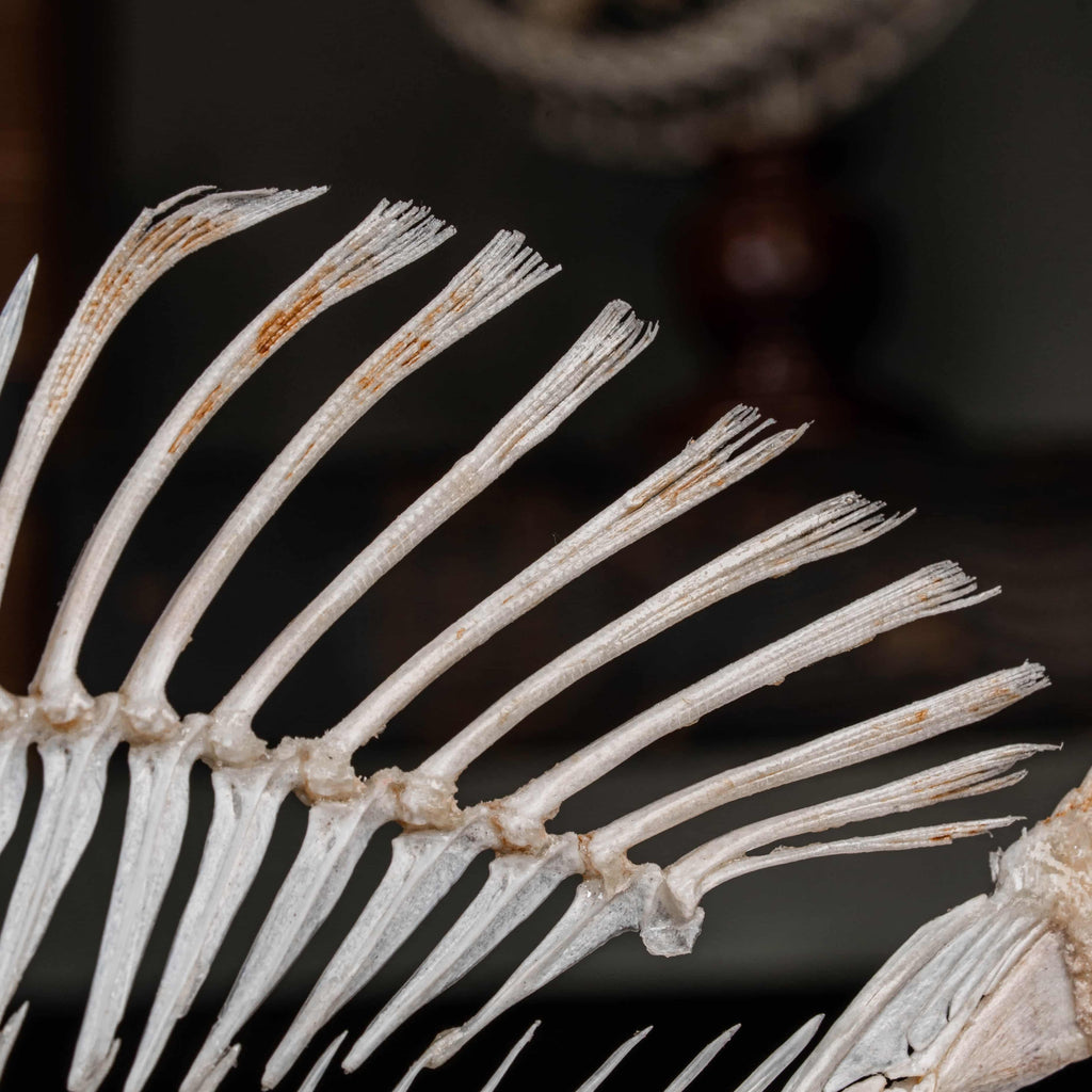 Real Red Scorpionfish skeleton taxidermy featuring sharp dorsal spines, spiky skull, and wing-like pectoral fins, preserved to highlight the venomous predator’s anatomy. This unique fish skeleton specimen is ideal for oddities collectors, gothic wall art, nautical decor, and natural history displays. Perfect for marine biology enthusiasts, ichthyologists, and curiosity cabinet collections, blending science and gothic aesthetics in one striking marine oddity.