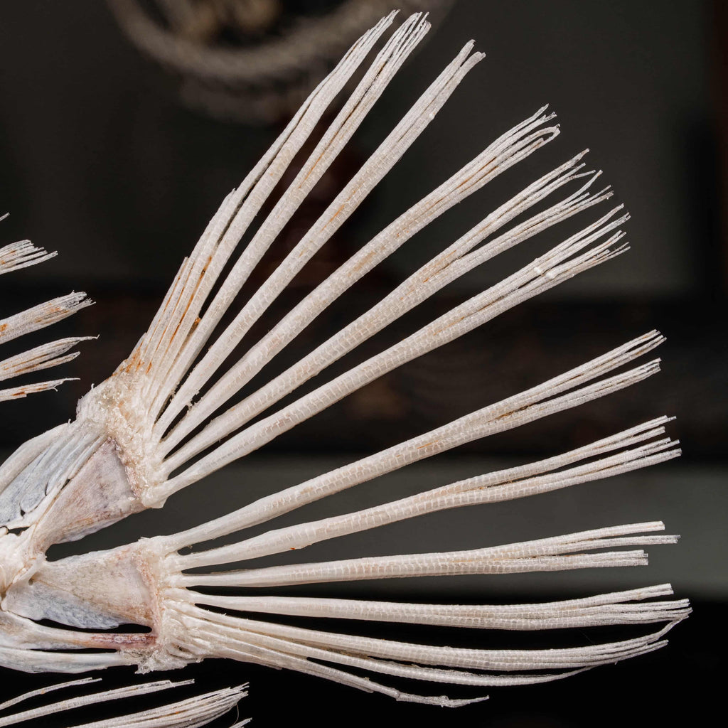 Scorpionfish skeleton Real Fish Taxidermy Art - Venomous Marine Anatomy Gothic Decor, halloween gift image 7